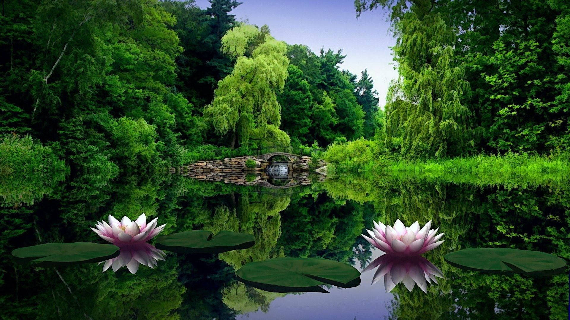 1920x1080 Full HD Φύση Νούφαρο Ταπετσαρία