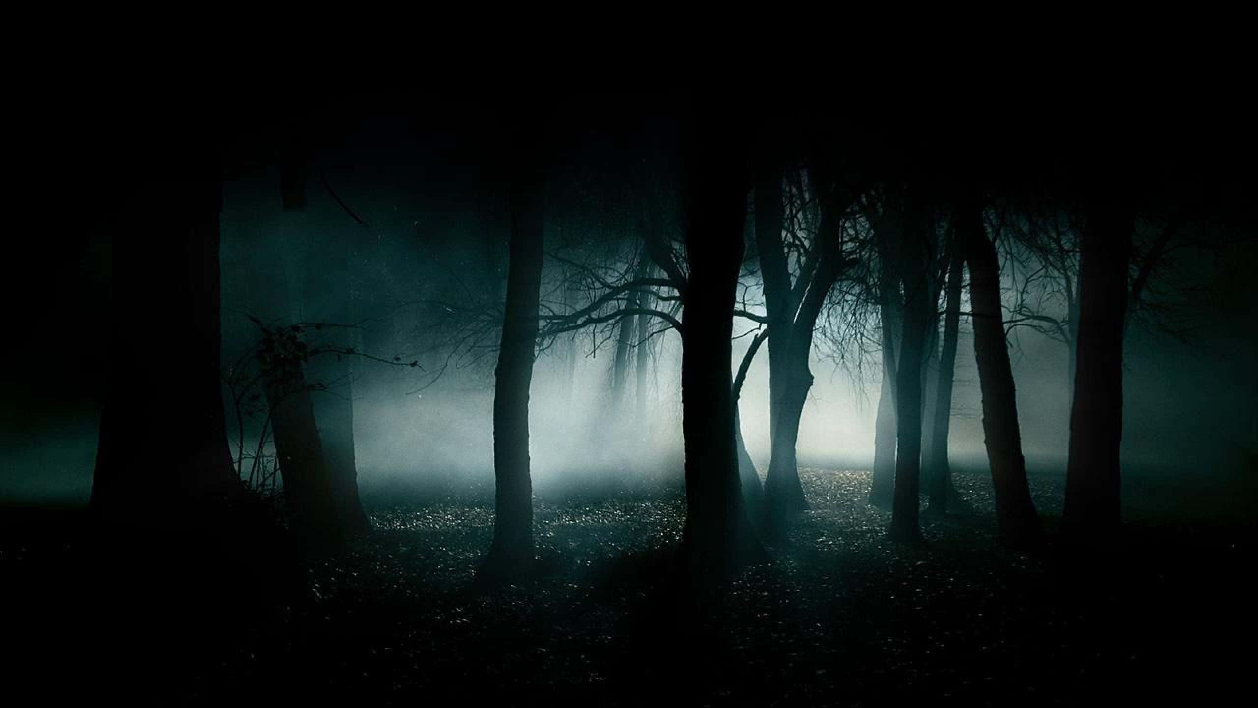 Μαύρο Απόκοσμο Δάσος 2560x1440 Ταπετσαρία