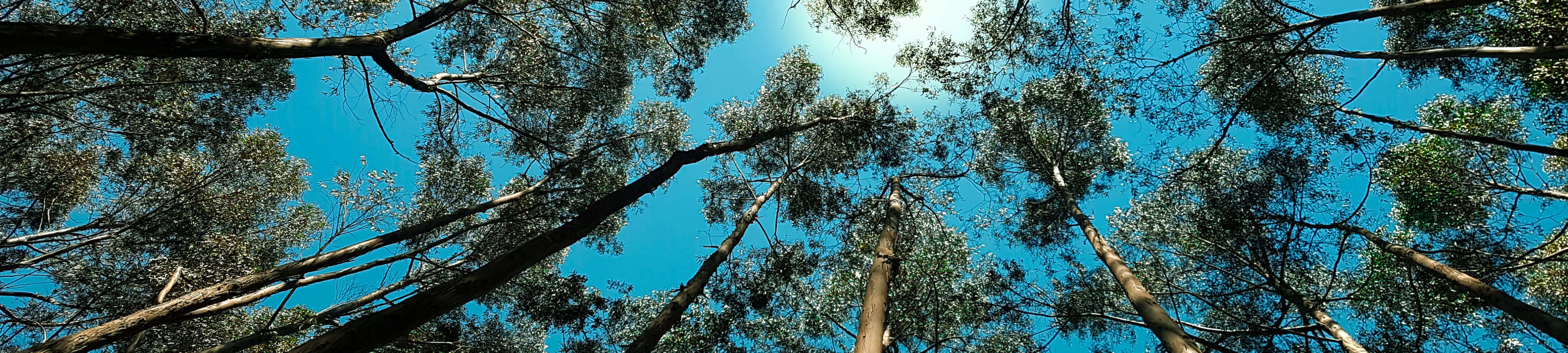 "Η Ομορφιά της Φύσης σε Ανάλυση 4K" Ταπετσαρία