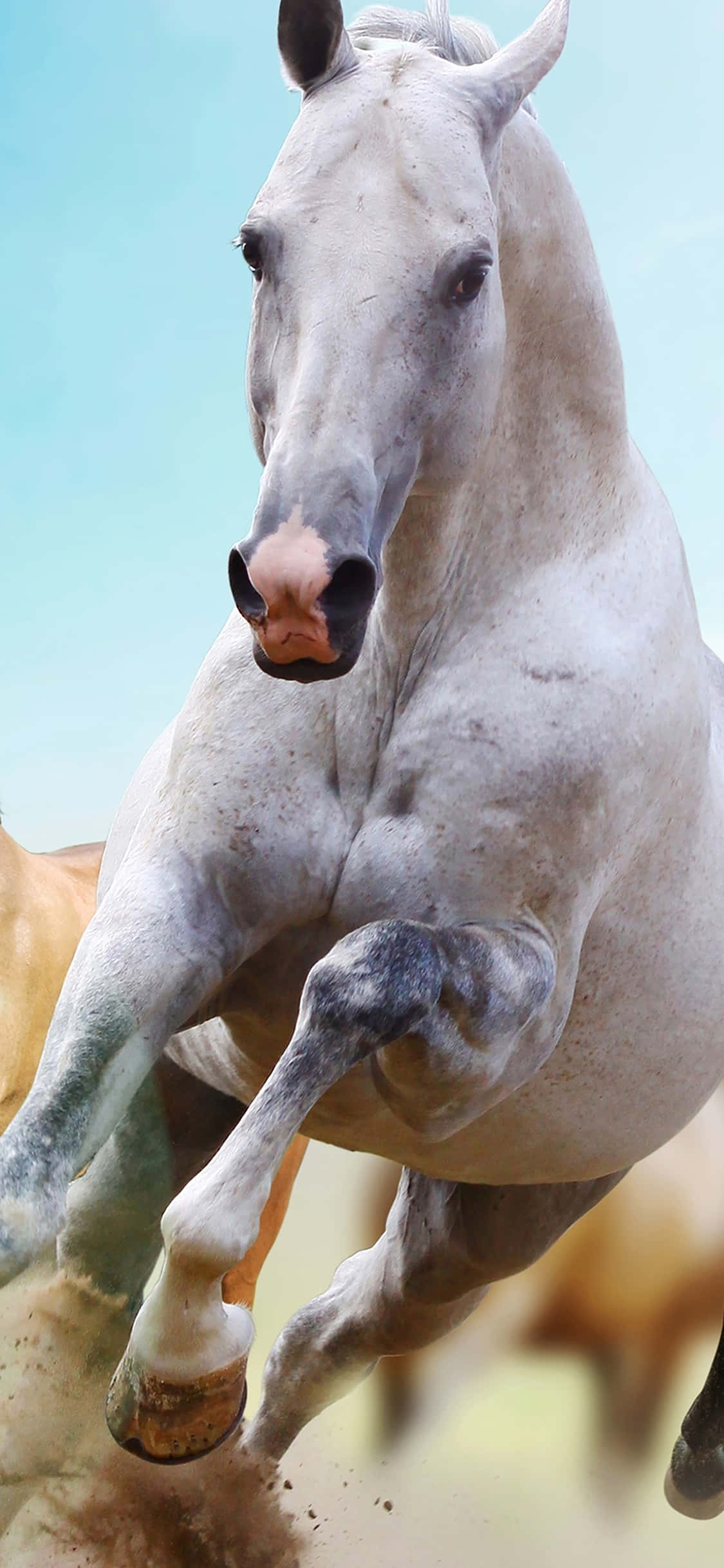 A Close-Up Photo of an Exotic Animal On an iPhone Ταπετσαρία