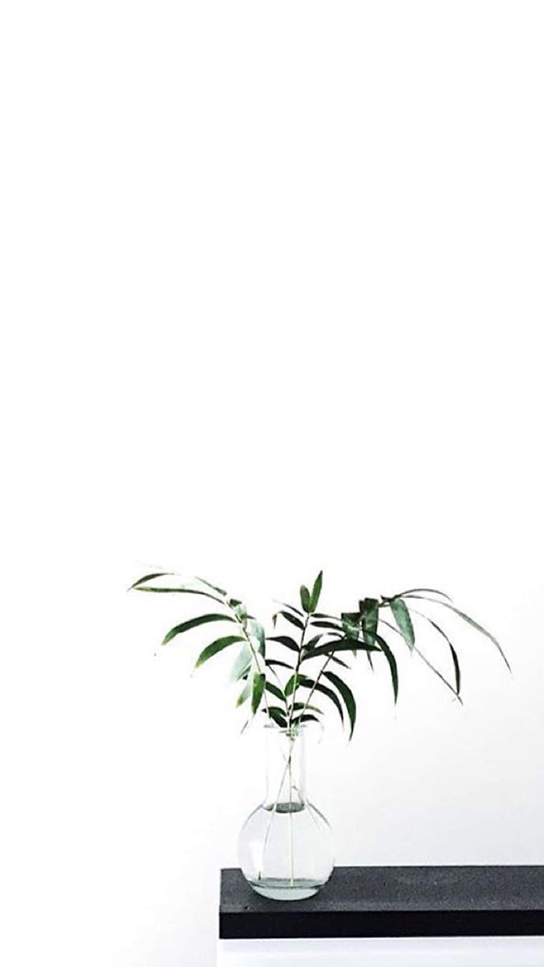 Αφήνοντας τον κόσμο να μάθει ότι το Aesthetic White μπορεί να σε κρατά κομψό. Ταπετσαρία