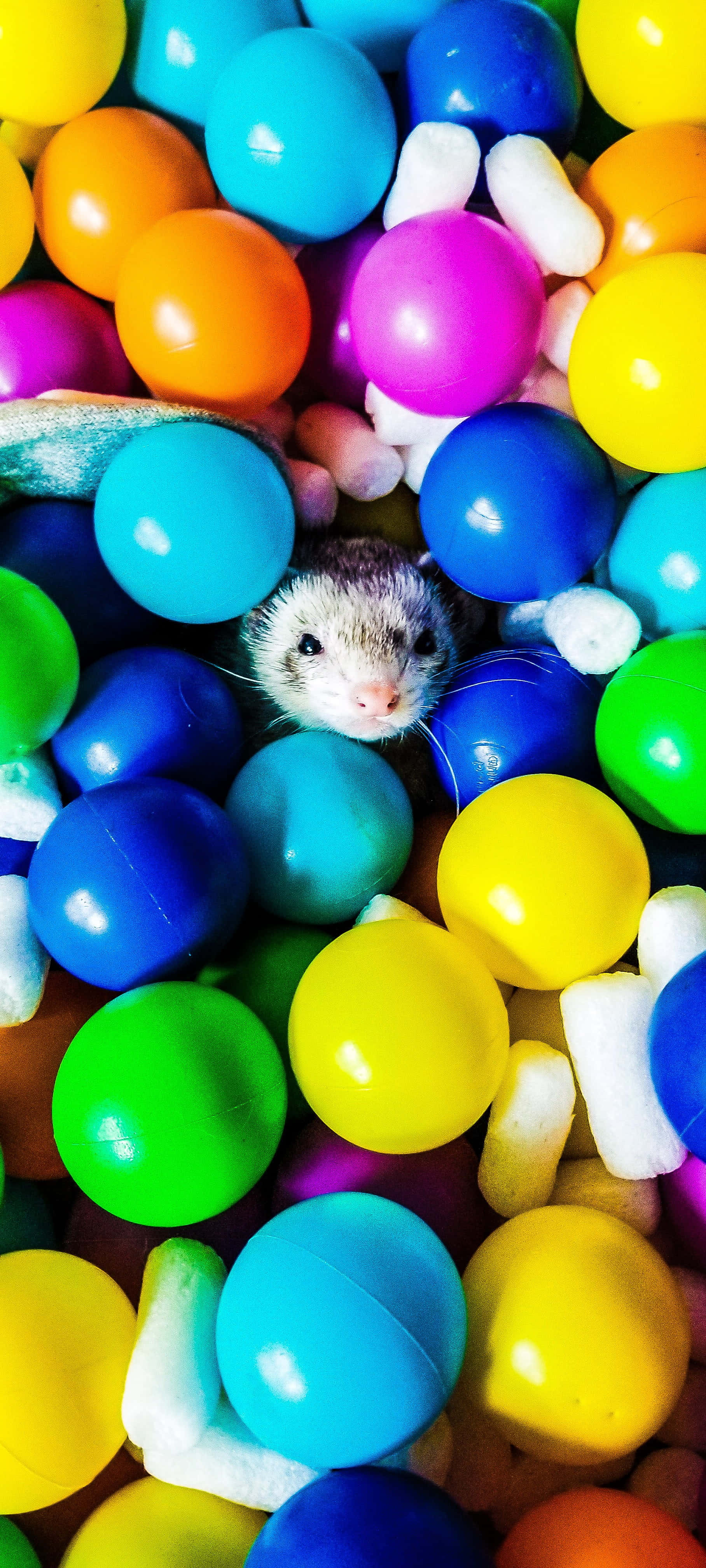 An adorable ferret nibbles on a tasty treat Ταπετσαρία