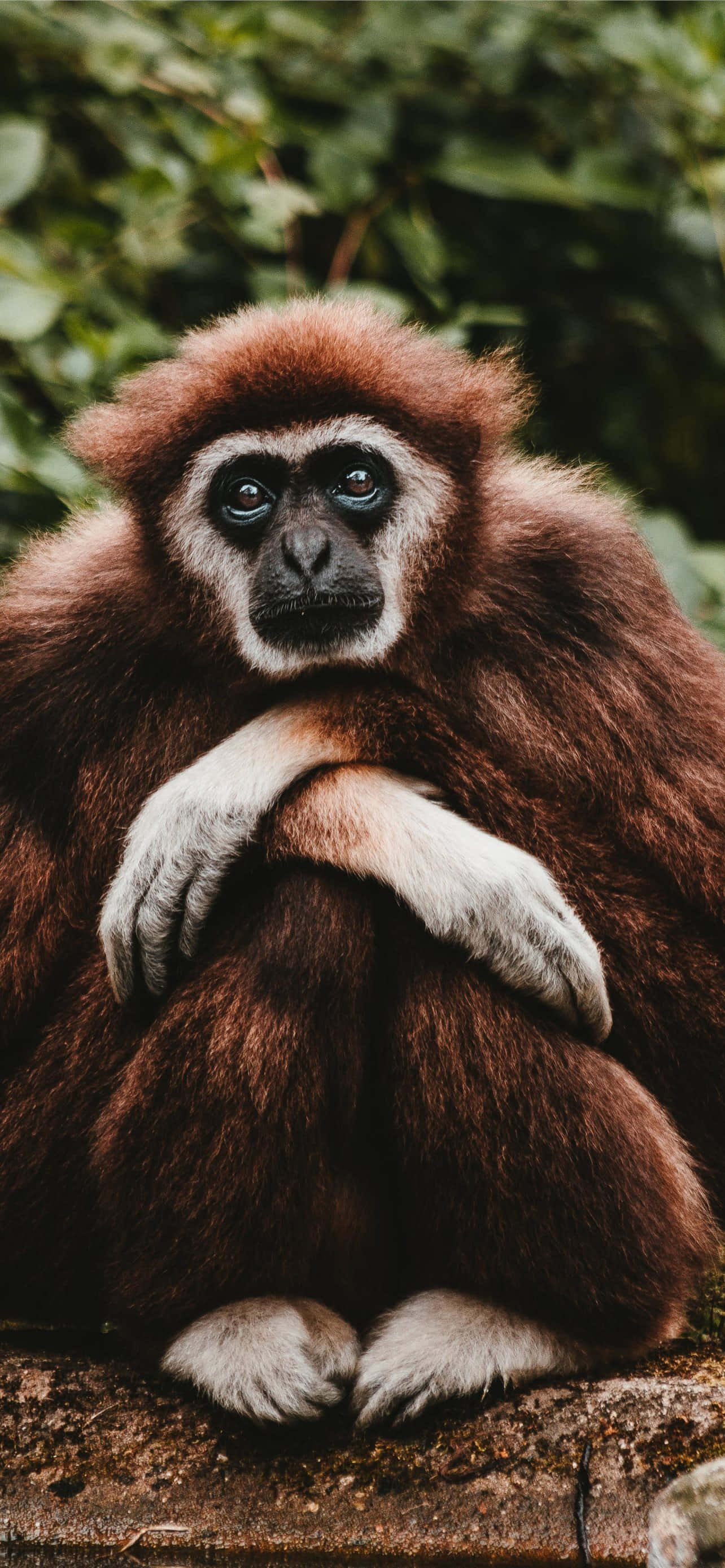 Android Gibbon Σε Οδηγεί στο Μέλλον της Κινητής Τεχνολογίας Ταπετσαρία