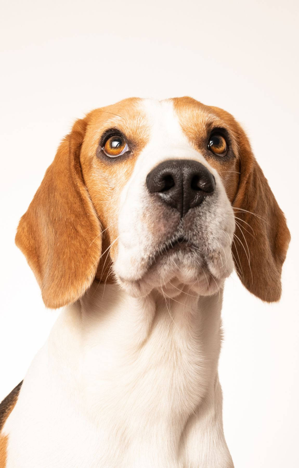 Beagle Σκύλος Πηγούνι Πάνω Ταπετσαρία