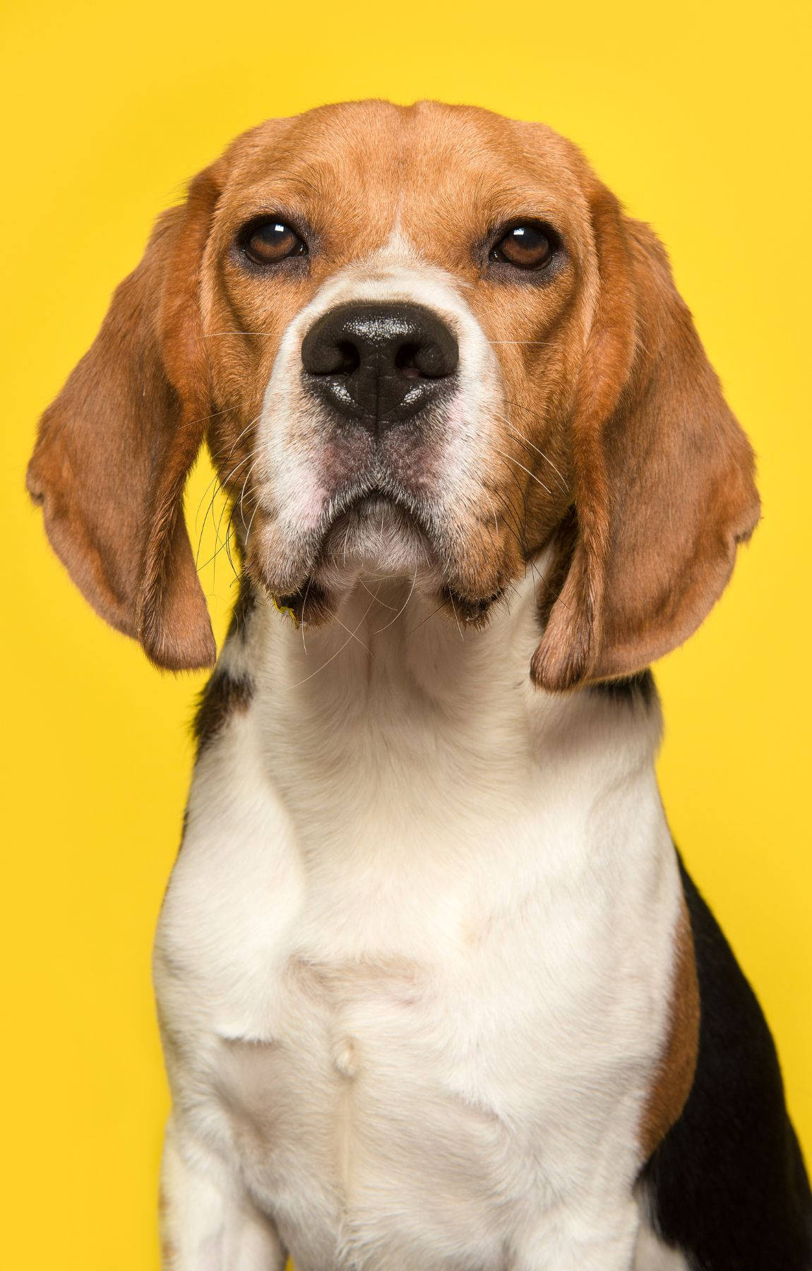 Beagle Σκύλος Σε Κίτρινο Φόντο Ταπετσαρία