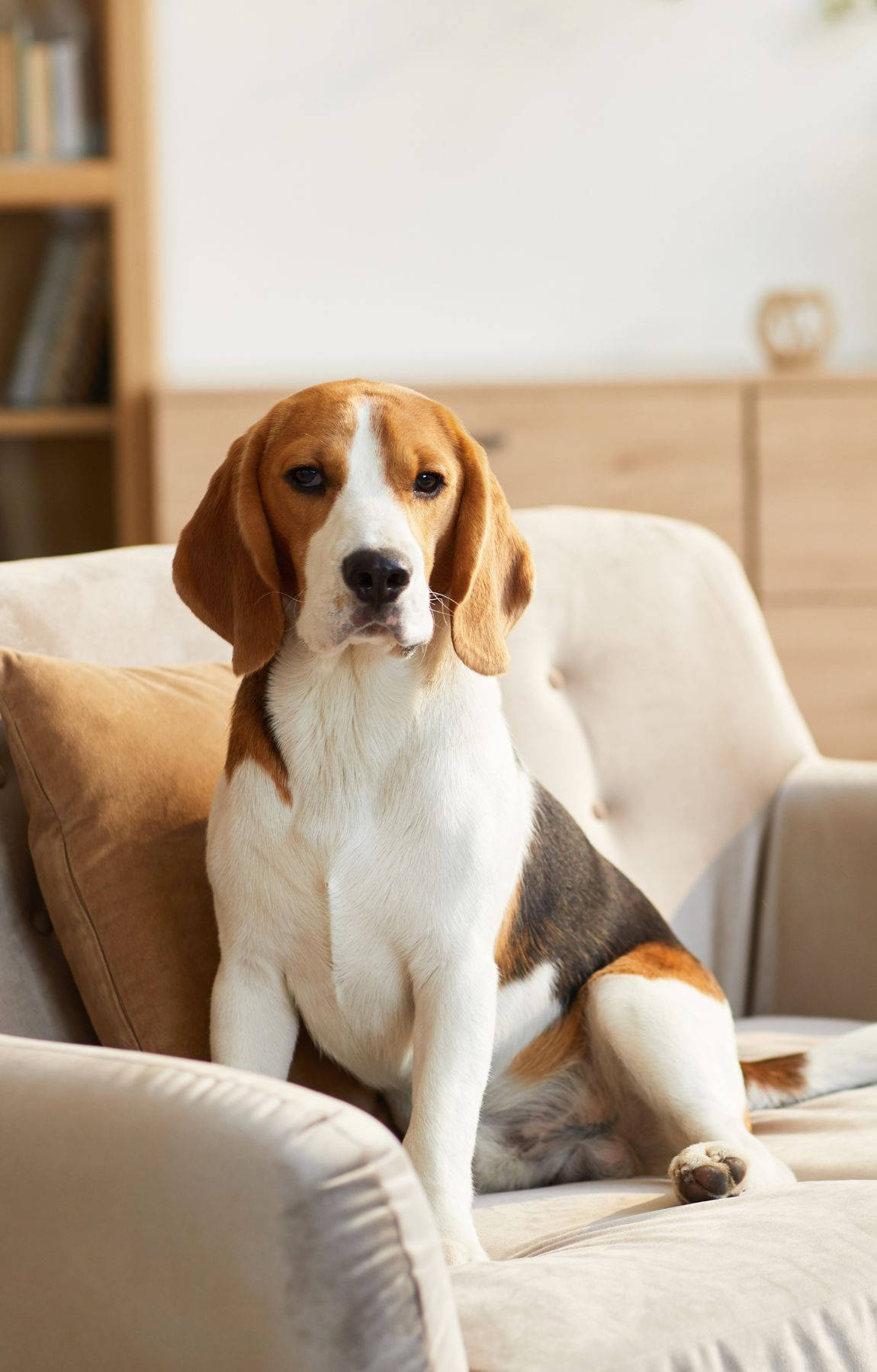 Beagle Σκυλί Καθισμένο στον Καναπέ Ταπετσαρία