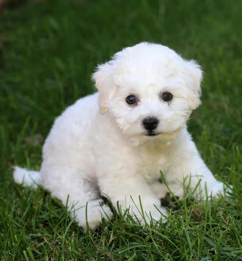 Αξιολάτρευτο Bichon Frise απολαμβάνει έναν υπνάκο Ταπετσαρία