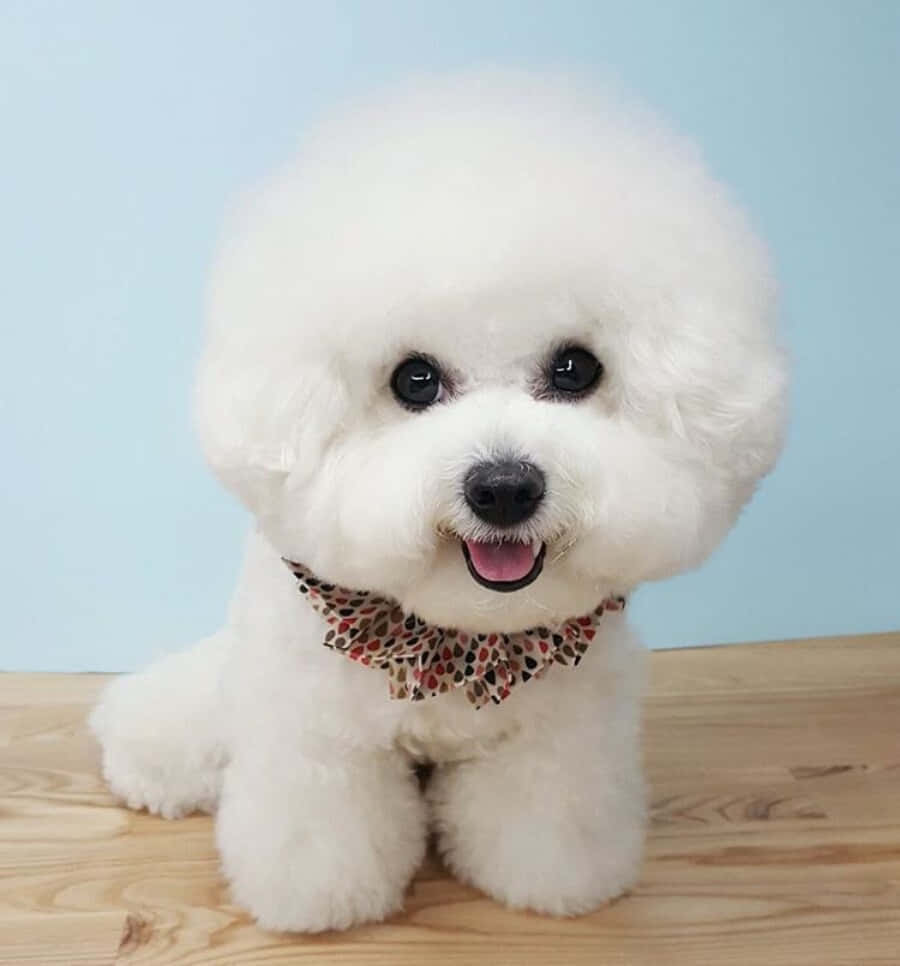 Το Bichon Frise: ένα πανέμορφο σκυλί για όλους! Ταπετσαρία