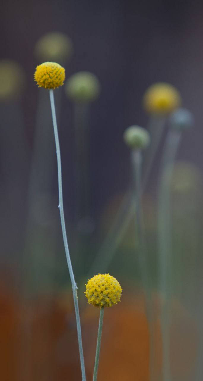 Billy Buttons Αυθεντικό iPhone 7 Ταπετσαρία