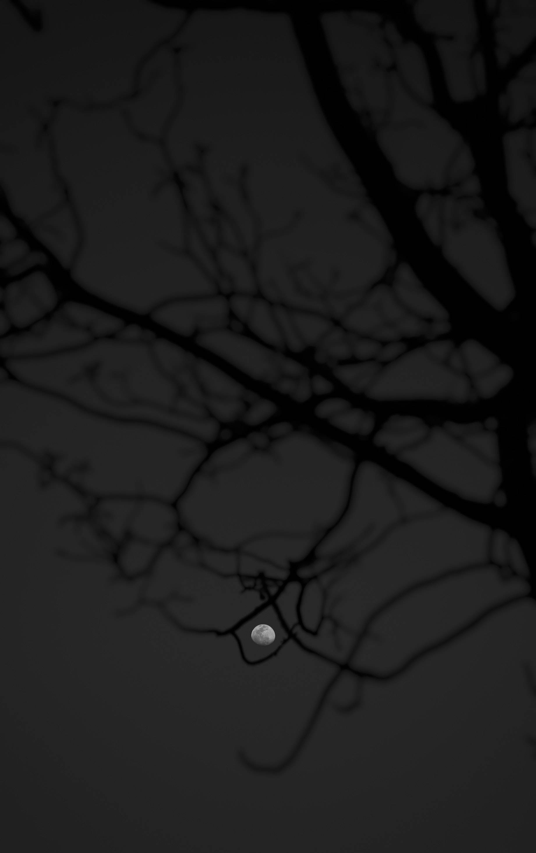Black Woods And The Moon Ταπετσαρία