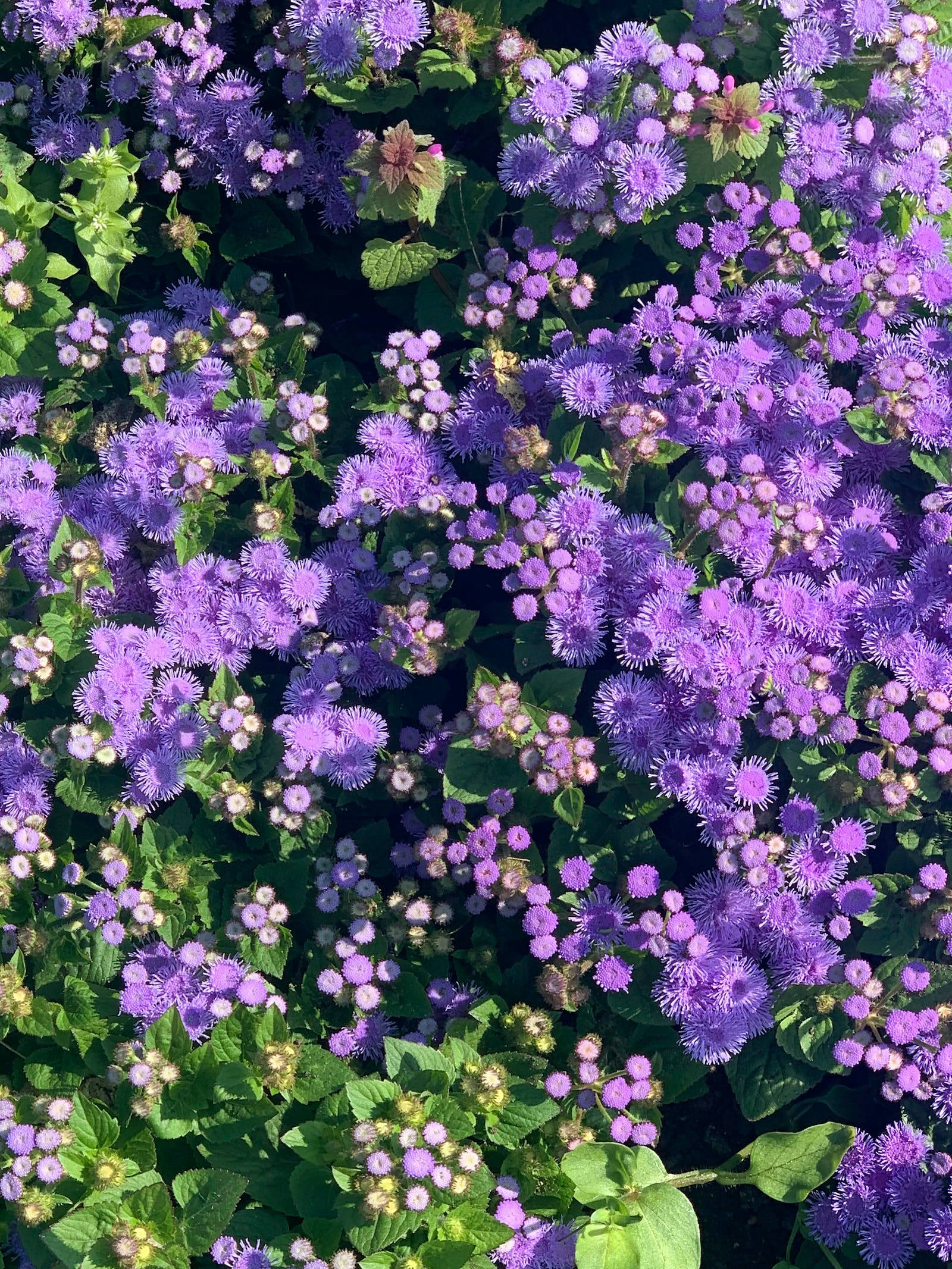 Bluemink Λουλούδια Floral iPhone Ταπετσαρία