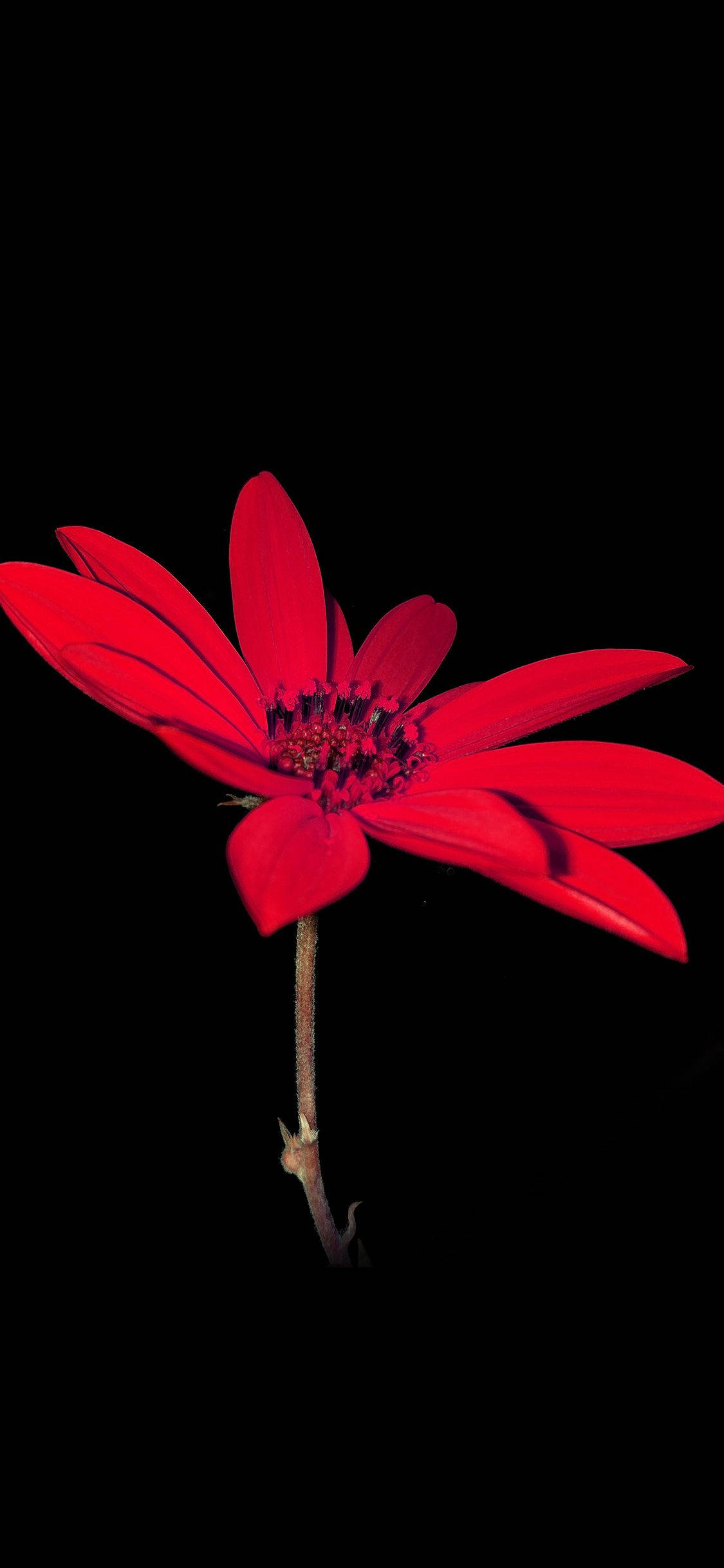Bright Red Dahlia Flower Apple Ταπετσαρία