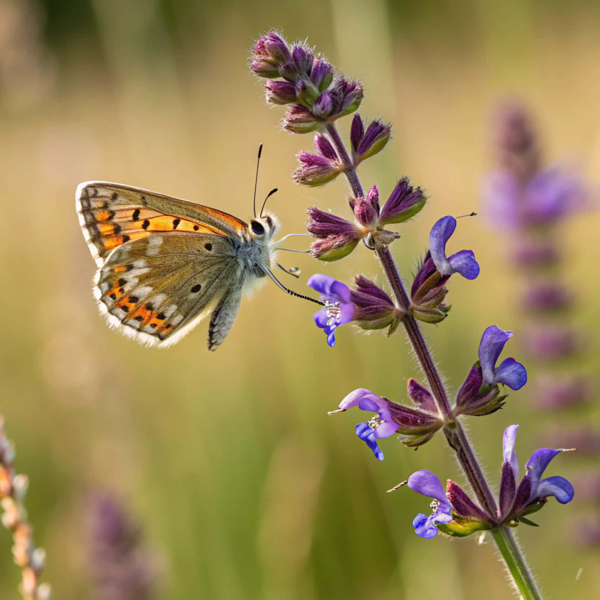 Μαγευτικό κοντινό πλάνο μιας πεταλούδας Brown Argus που πετά Ταπετσαρία