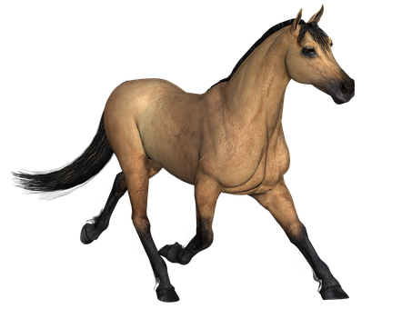 Άλογο Buckskin σε Μαύρο Φόντο Ταπετσαρία