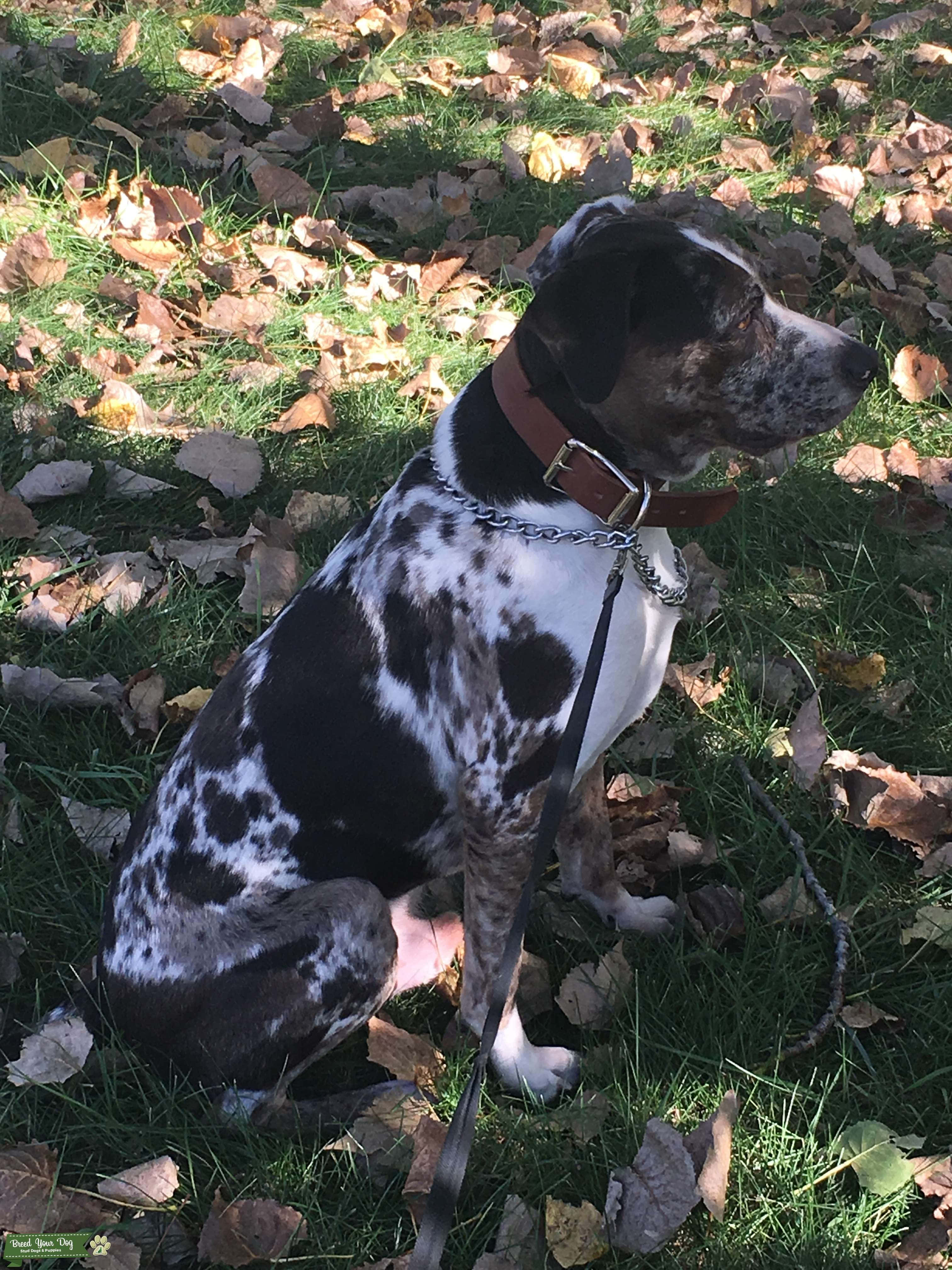 Ένας Σκύλος Catahoula Leopard κάθεται στον ήλιο Ταπετσαρία