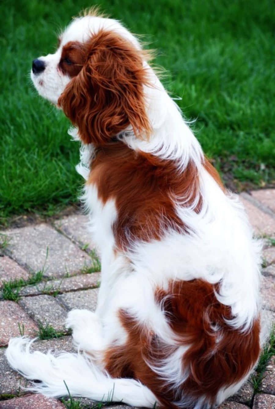 Εικόνα Σκύλου Cavalier King Charles Spaniel Ταπετσαρία
