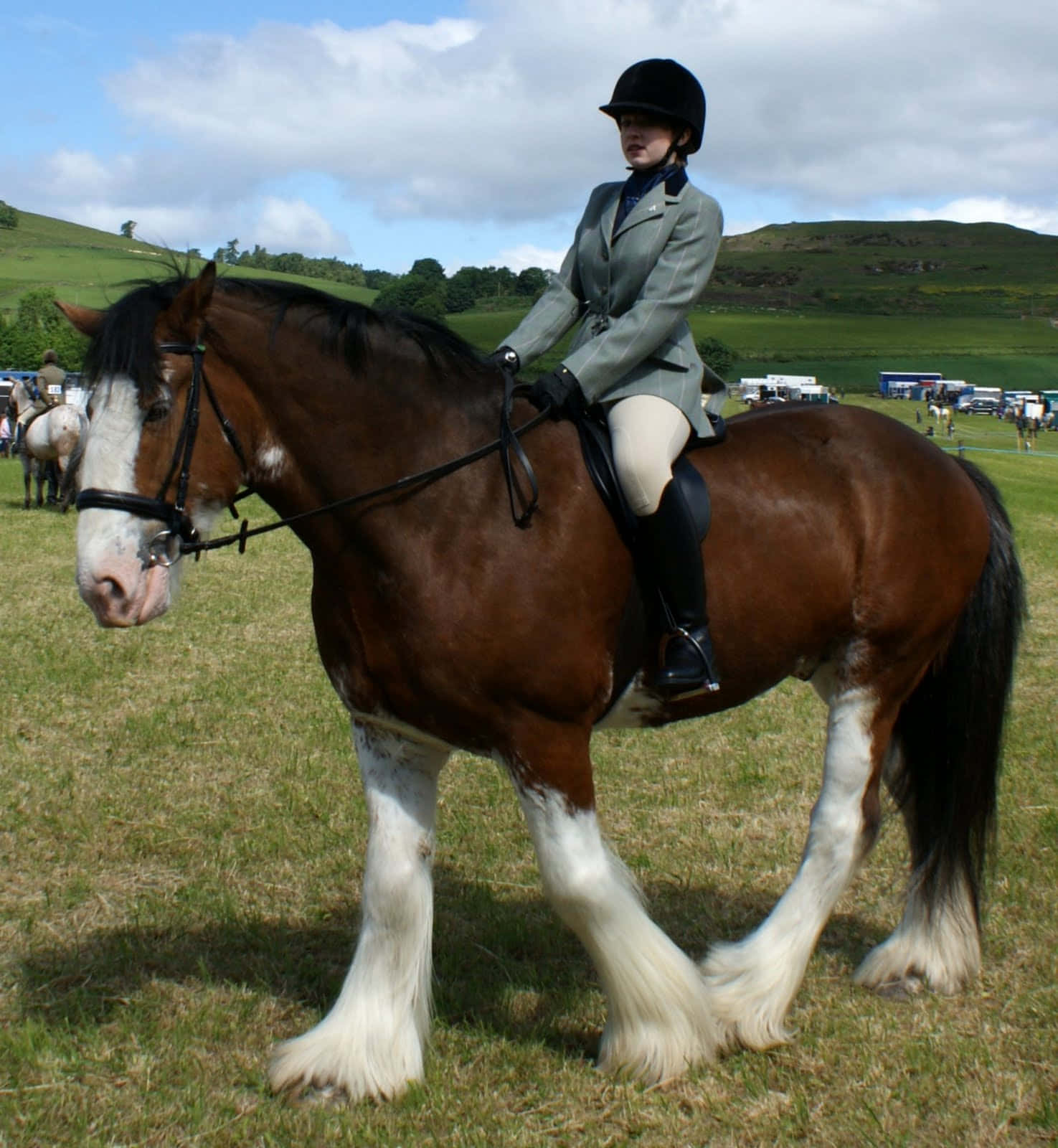 Στέκεται Δυνατά, Ένα Μεγαλοπρεπές Άλογο Clydesdale Ταπετσαρία