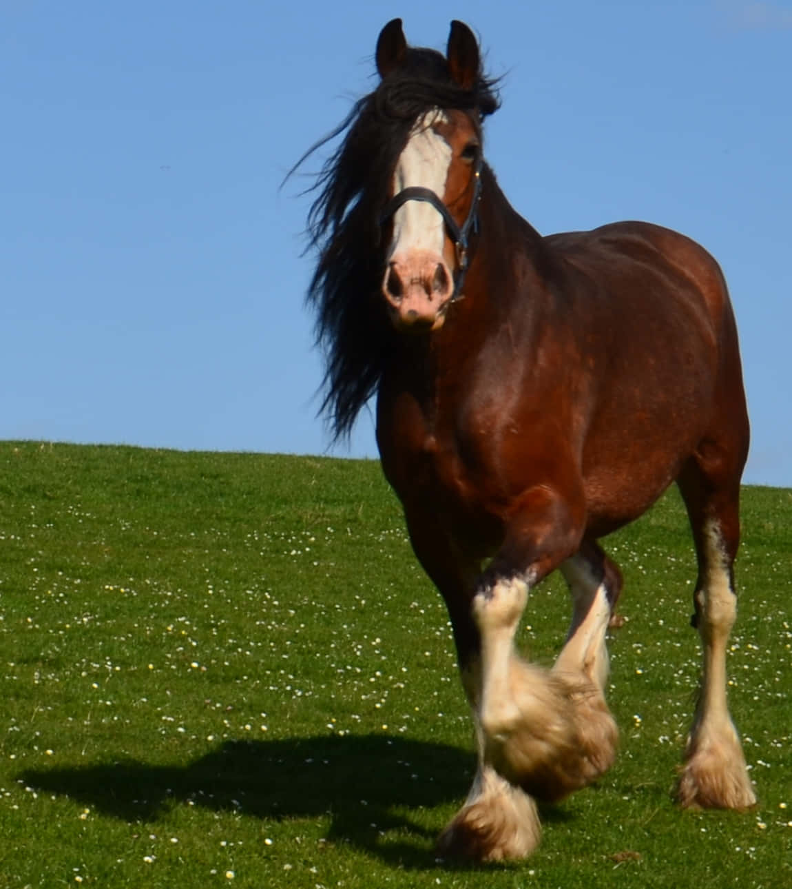 Μεγαλοπρεπές Άλογο Clydesdale που Στέκεται σε Ένα Χωράφι Ταπετσαρία