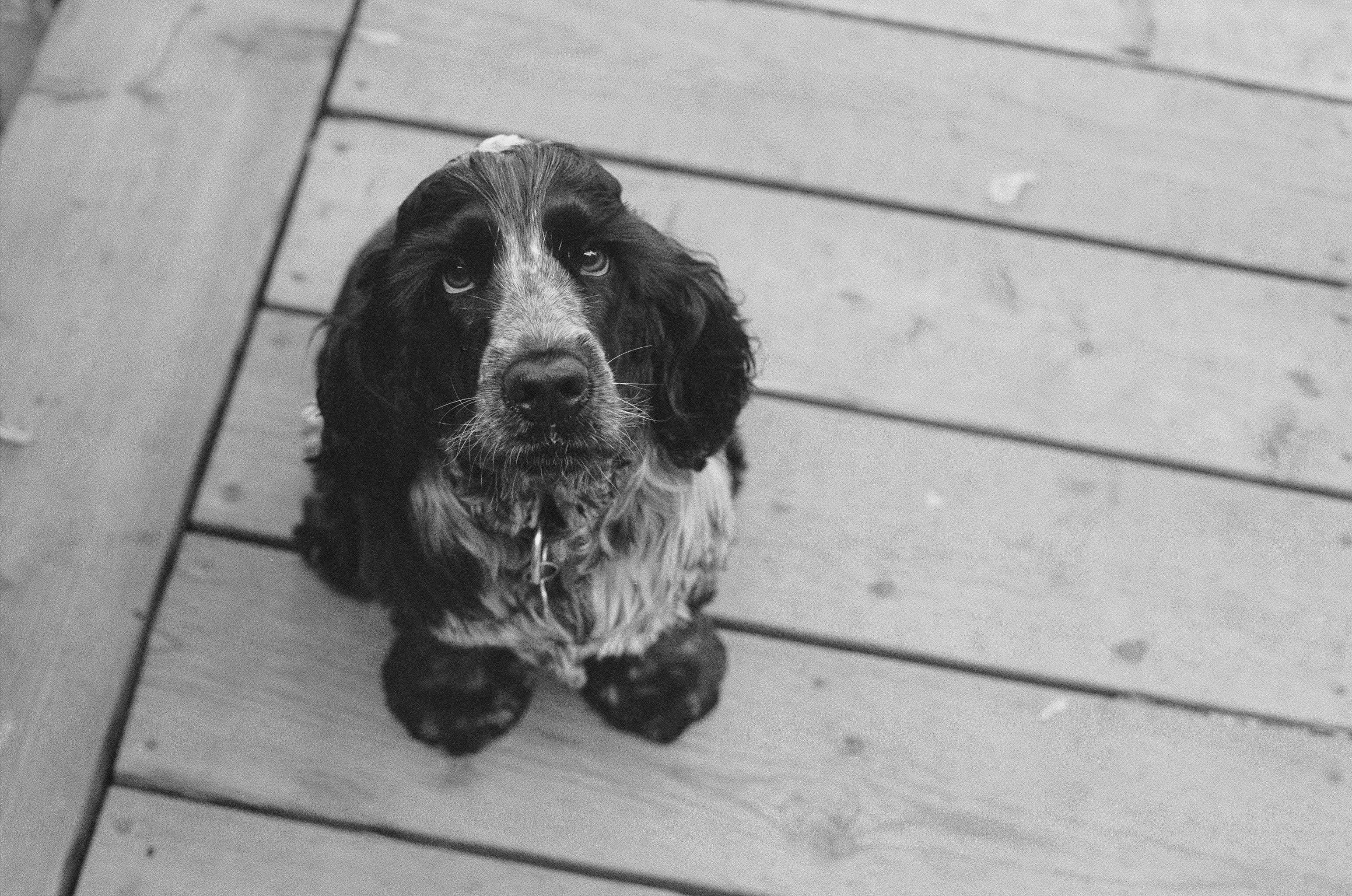 Ένα μαύρο κουτάβι Cocker Spaniel κοιτάζει με αγάπη τον φακό Ταπετσαρία