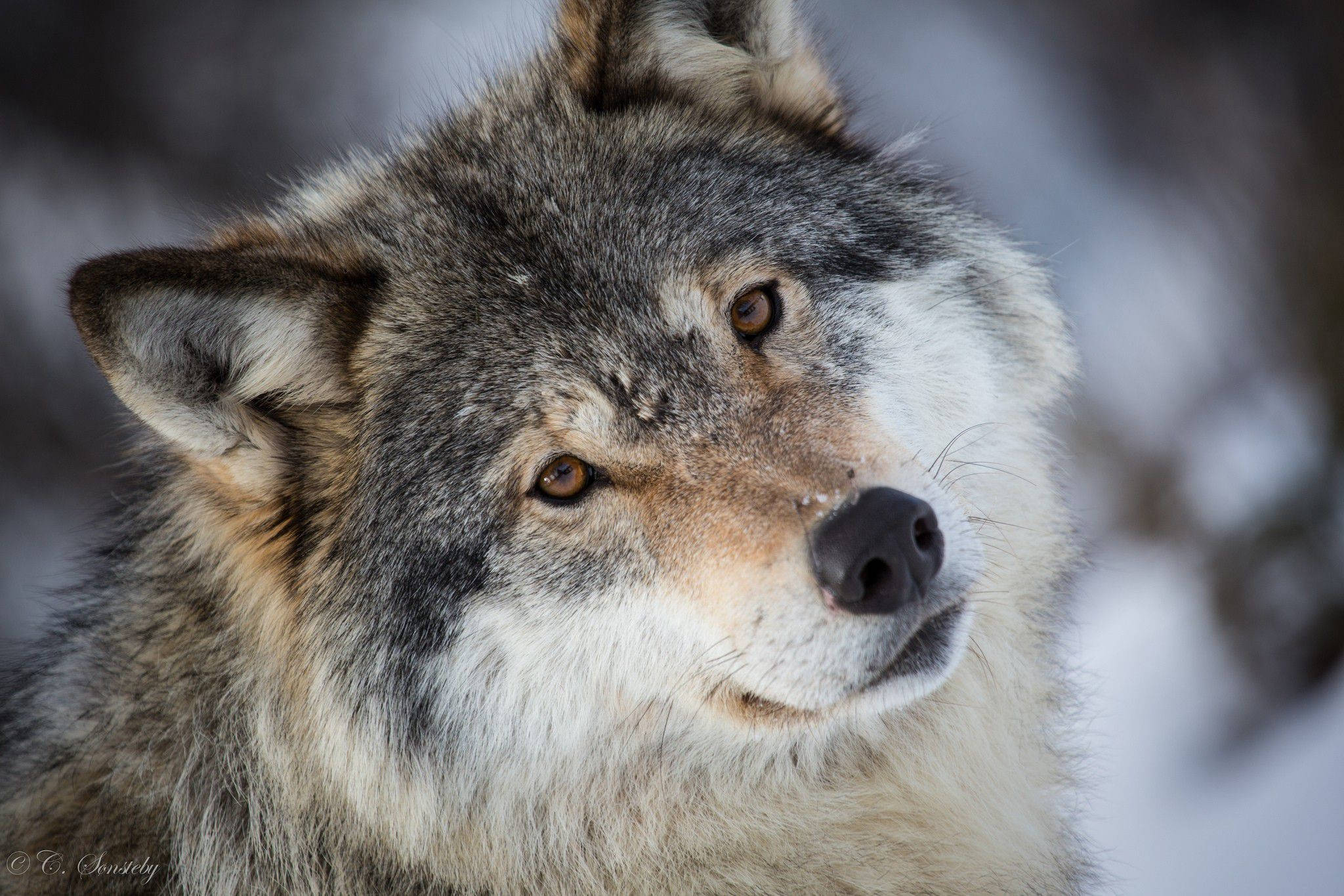 Cool Wolf Αξιολάτρευτο Βλέμμα Ταπετσαρία