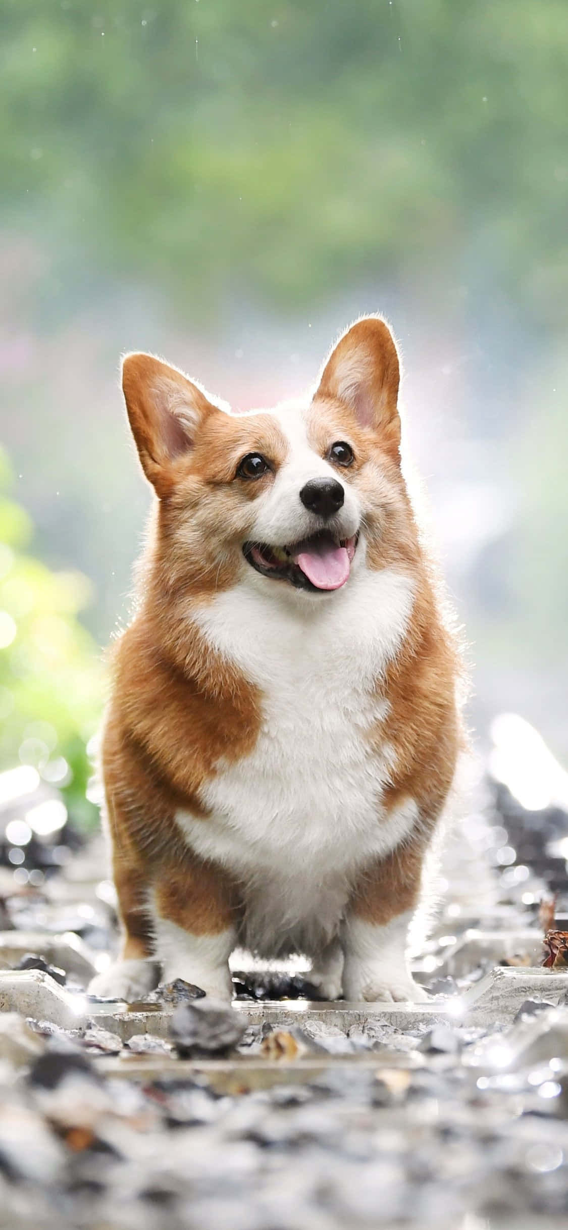 Χαρούμενο Corgi έτοιμο για τη μέρα! Ταπετσαρία