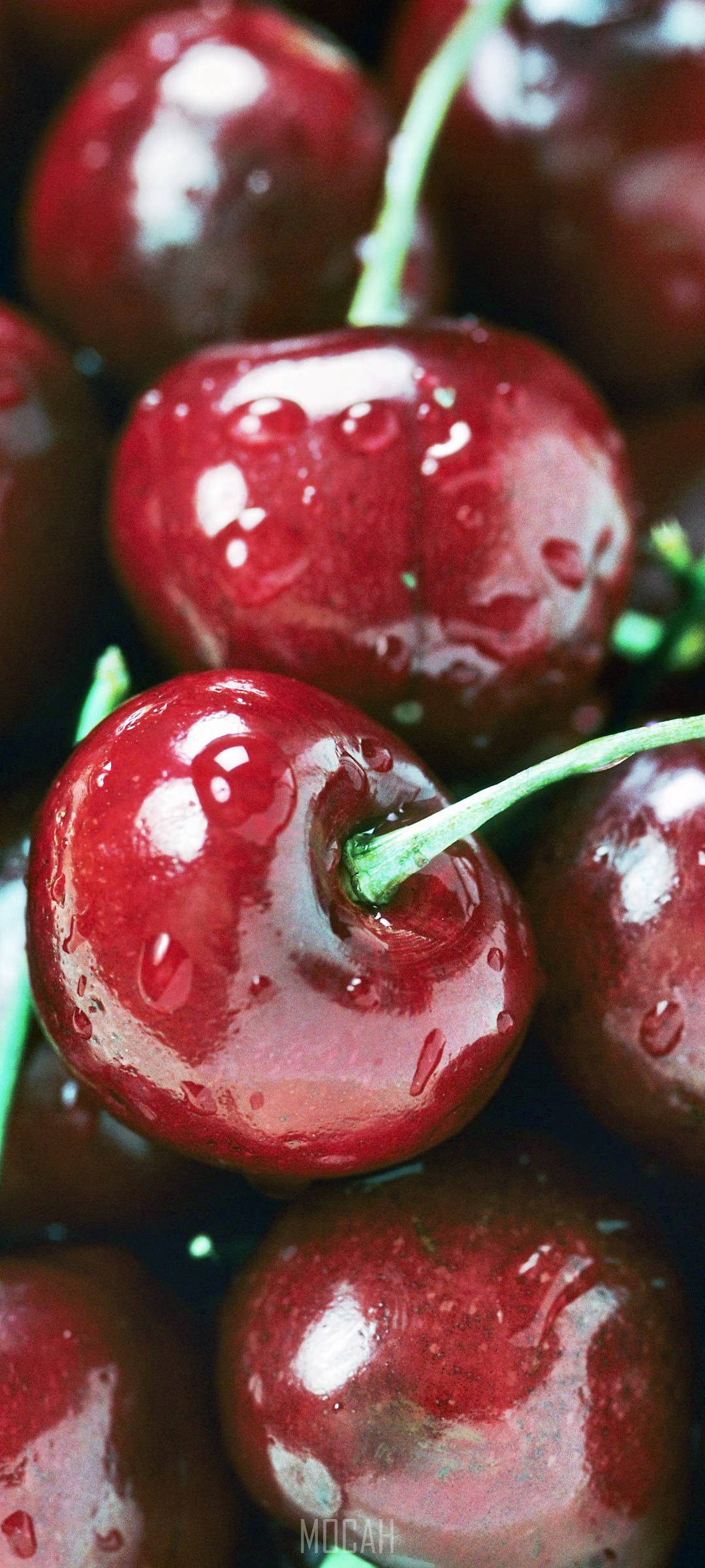 Κοντινό Πλάνο Cranberry Ταπετσαρία