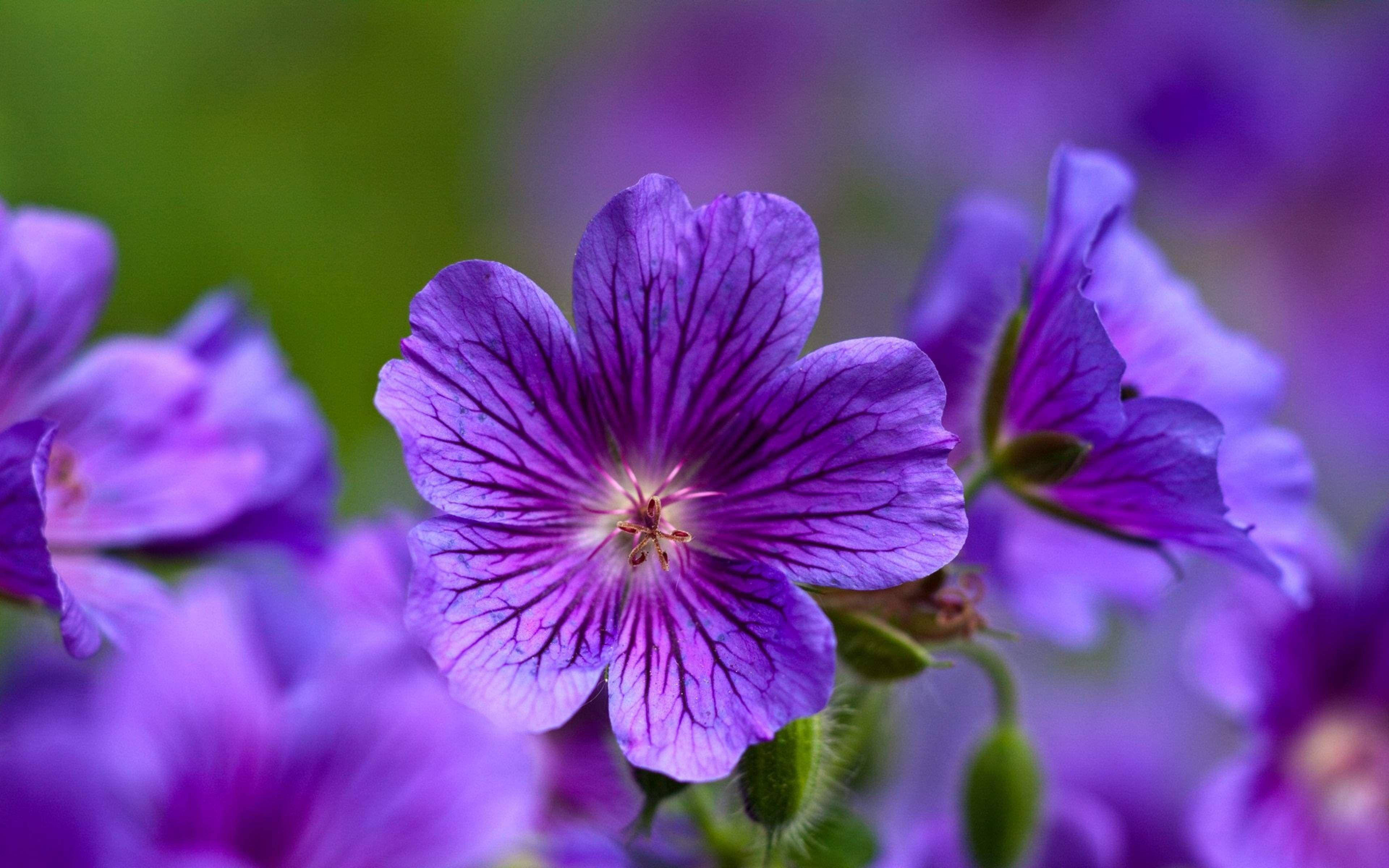 Λεζάντα: Κομψή Απεικόνιση του Γερανιού Cranesbill - Η Μωβ Ομορφιά Ταπετσαρία