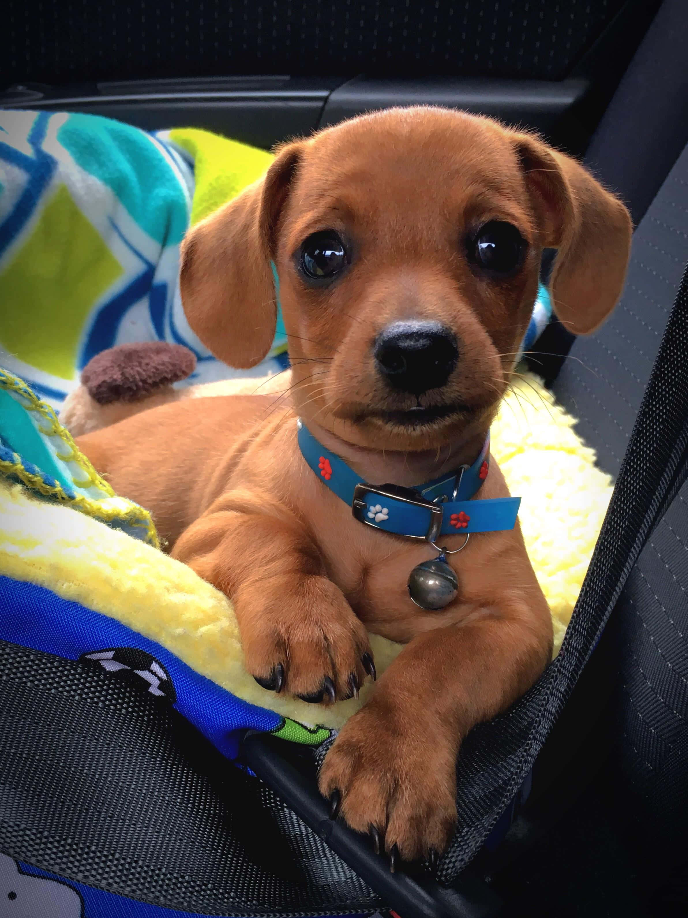 Αξιολάτρευτο Dachshund Κουτάβι Ταπετσαρία