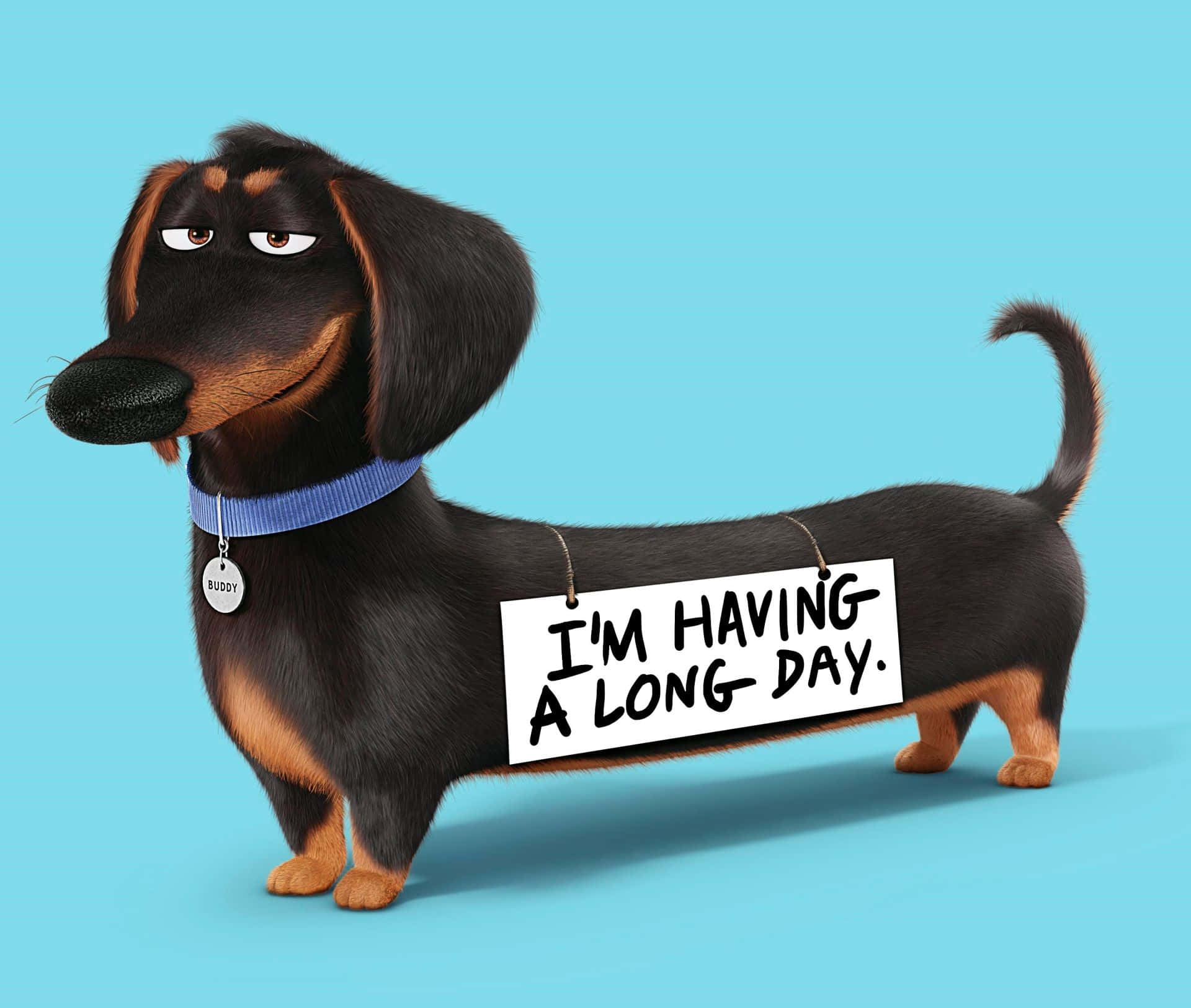 Αυτό το χαριτωμένο κουτάβι dachshund θα σου φτιάξει τη μέρα! Ταπετσαρία