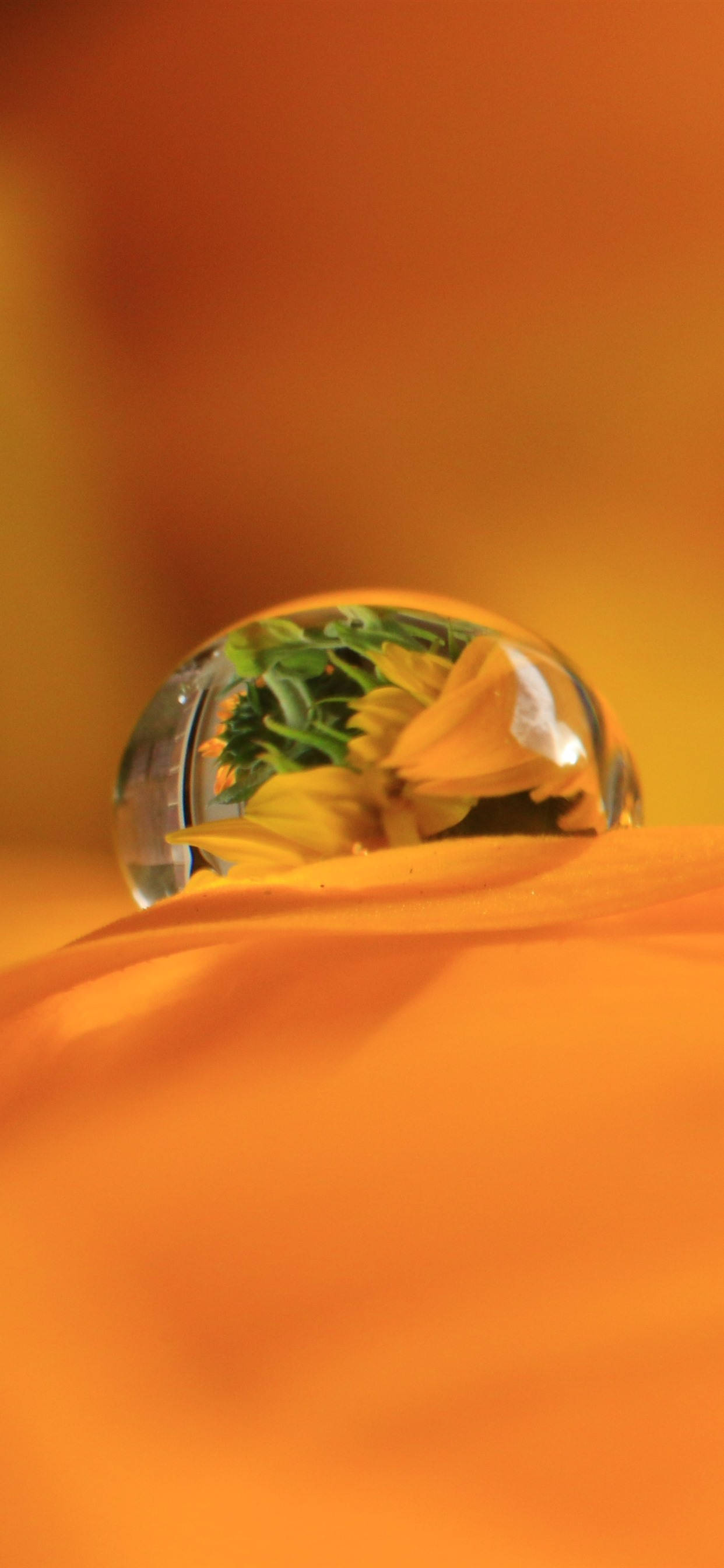 Dewdrop On Orange Petal Ταπετσαρία