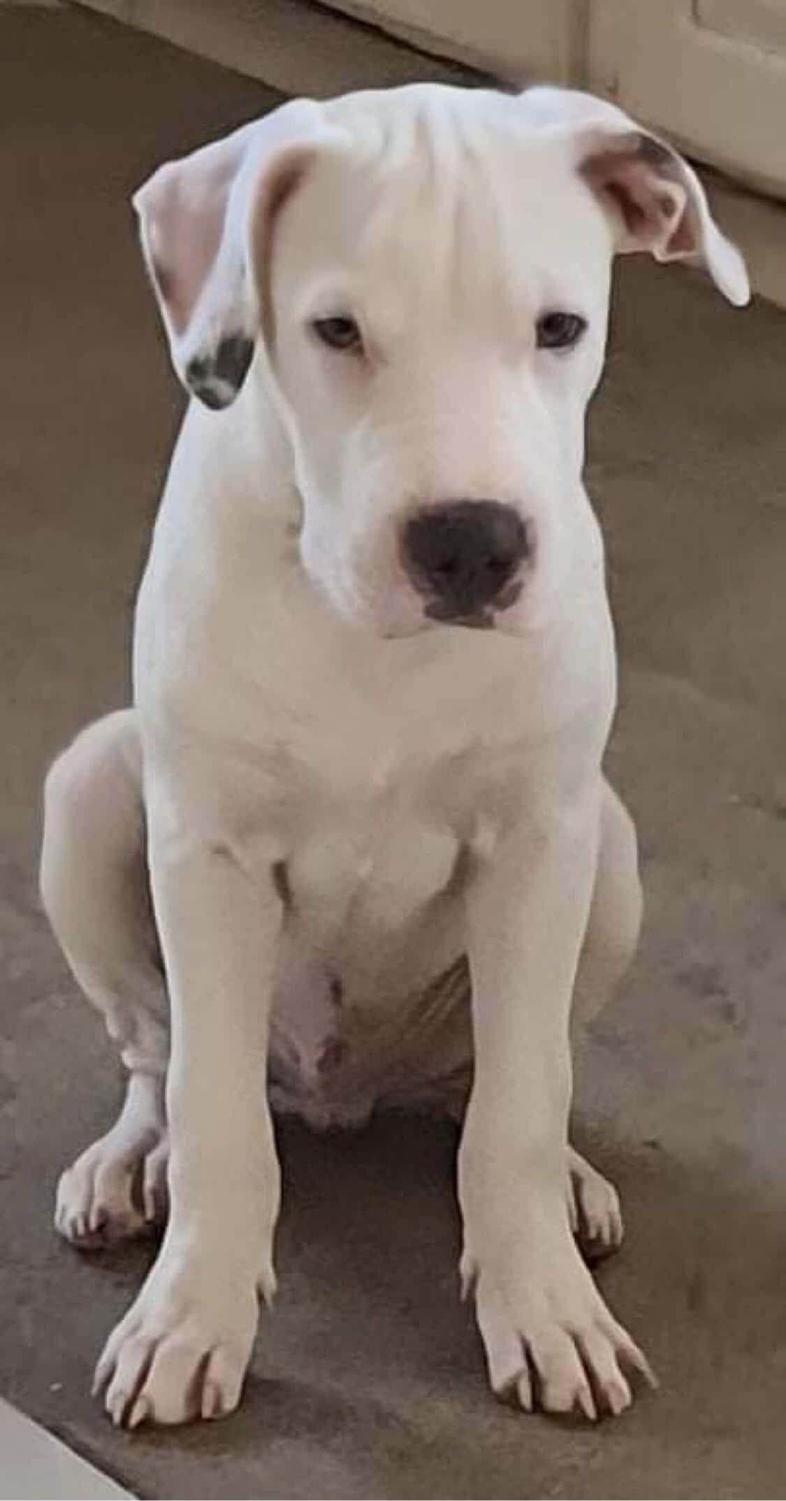 Επιβλητικό Dogo Argentino Ποζάρει Όμορφα για Φωτογραφία Ταπετσαρία