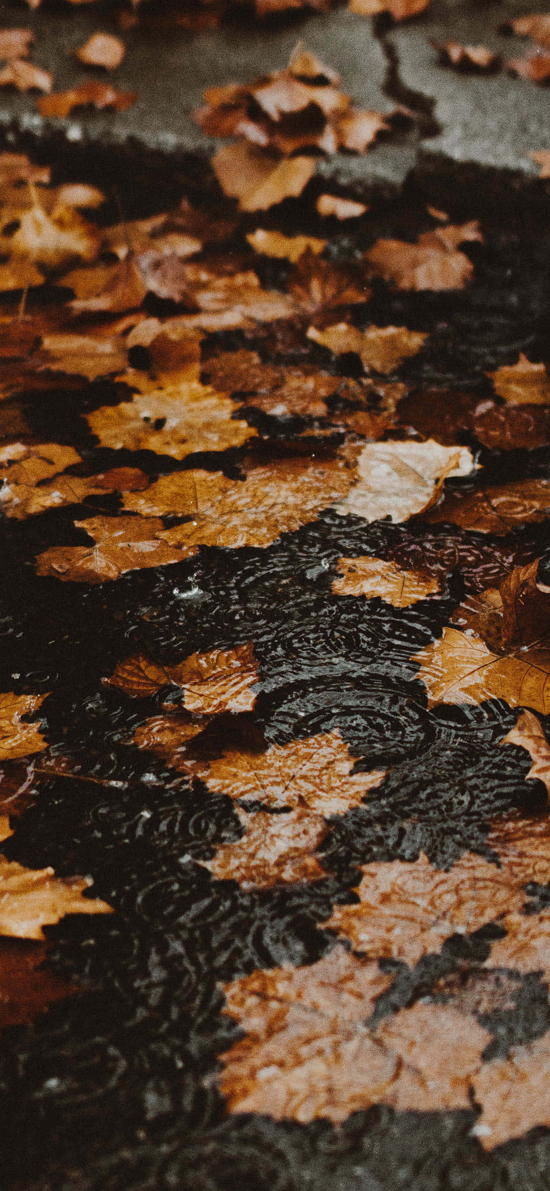 Τραβήξτε εκπληκτικές φωτογραφίες με το νέο Fall iPhone Ταπετσαρία