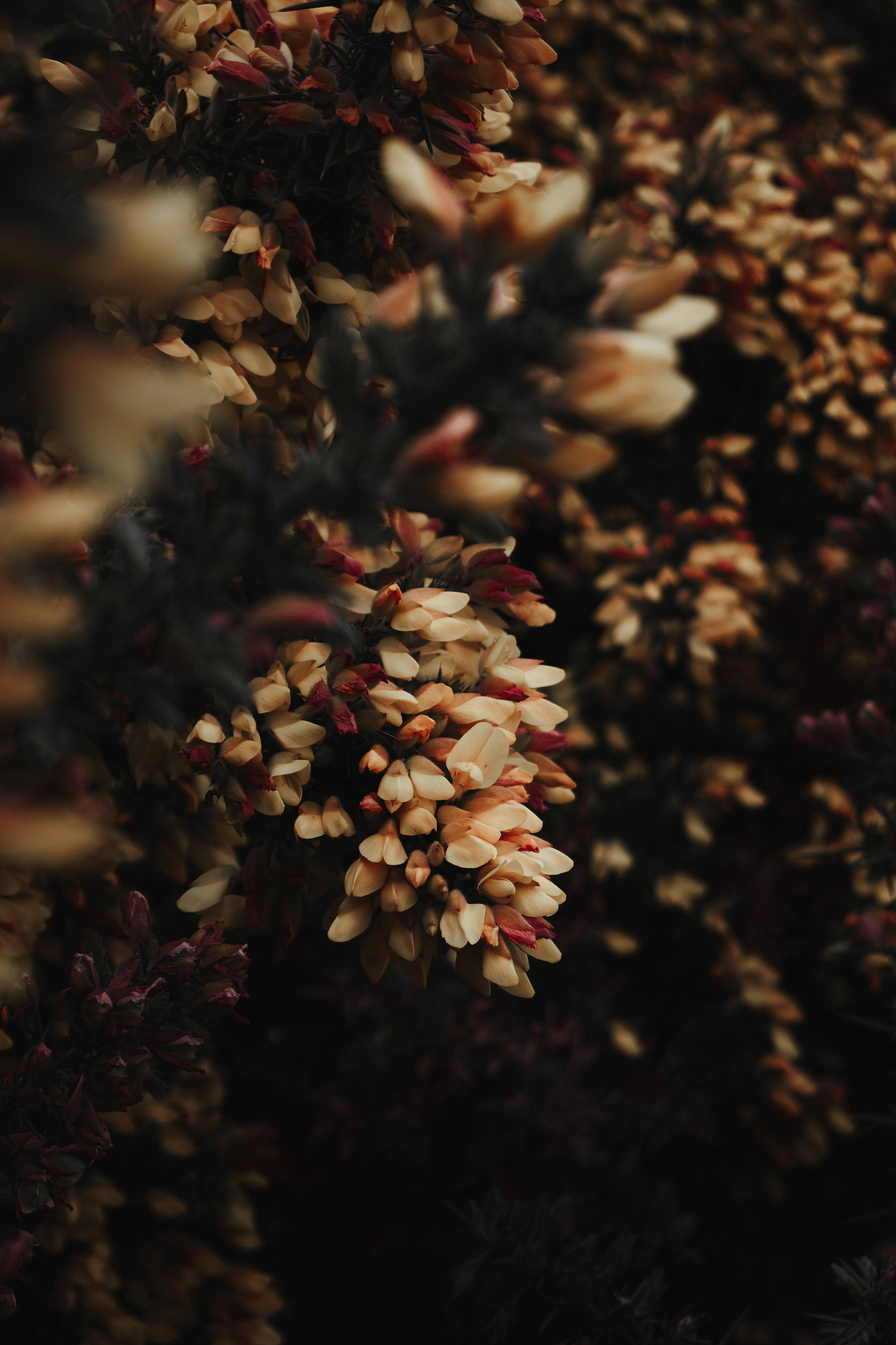 Μικρά Λευκά Λουλούδια Floral iPhone Ταπετσαρία