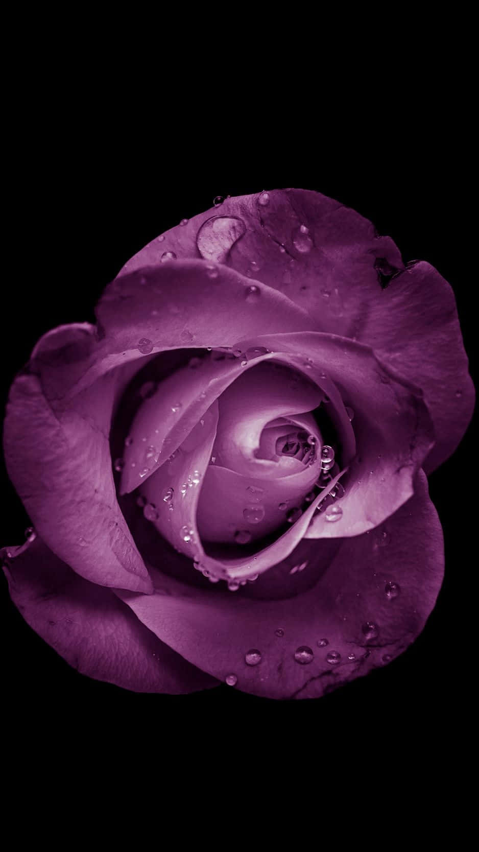Απολαύστε την ομορφιά της φύσης με το Flower iPhone. Ταπετσαρία