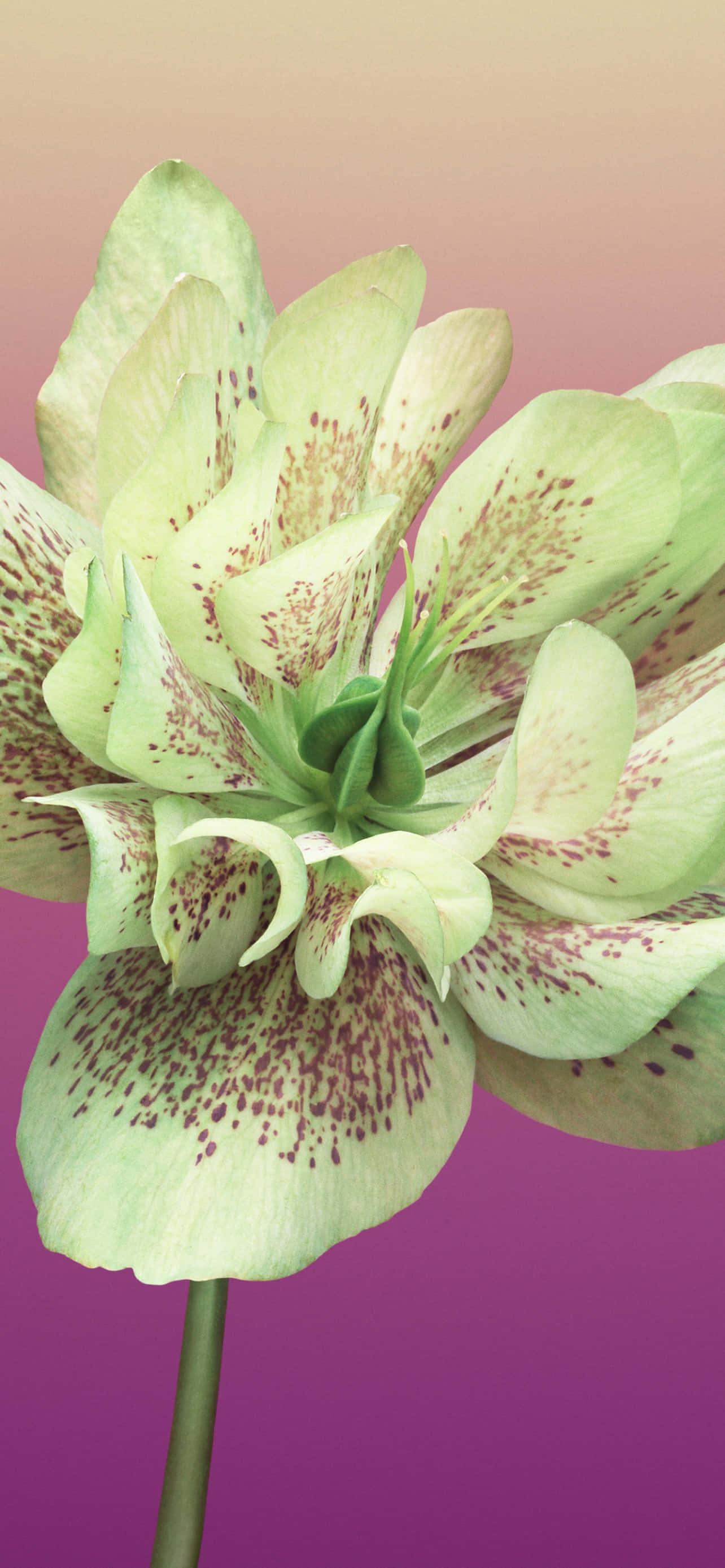 Flower iPhone Helleborus Orientalis Picture Ταπετσαρία