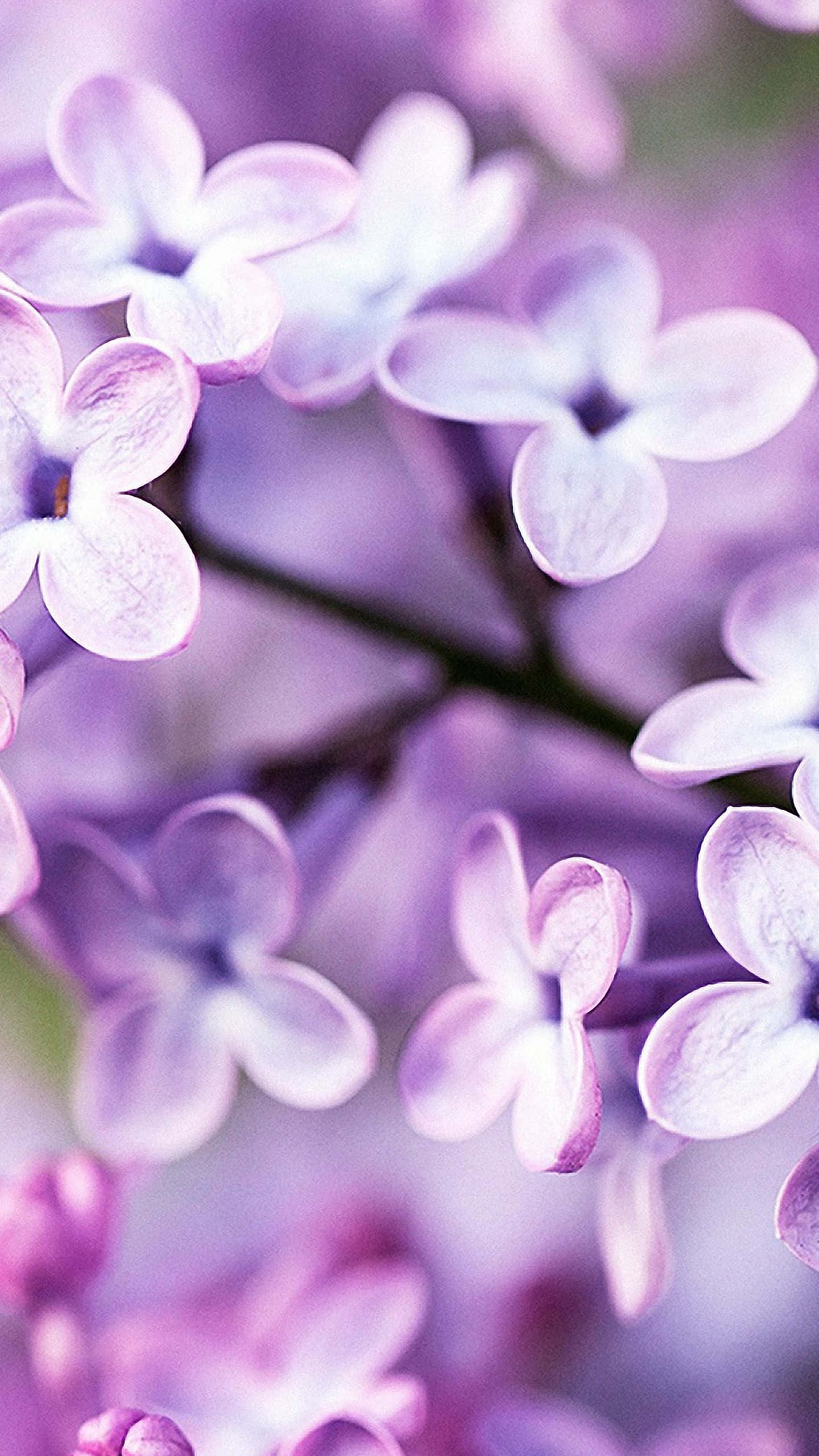 Νιώσε την ομορφιά της φύσης με το Flower iPhone Ταπετσαρία