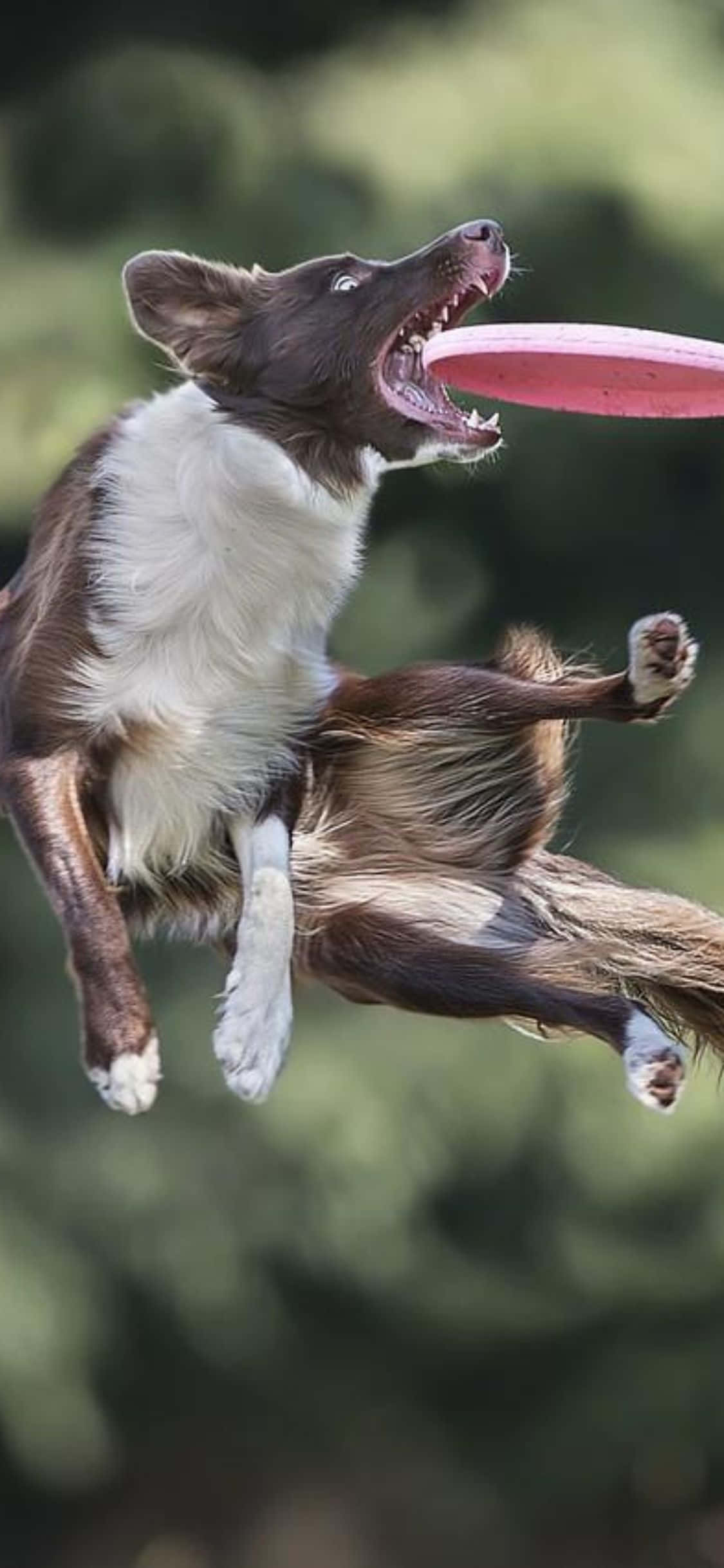 Ένα διασκεδαστικό παιχνίδι Frisbee με το ολοκαίνουργιο iPhone Xs Ταπετσαρία