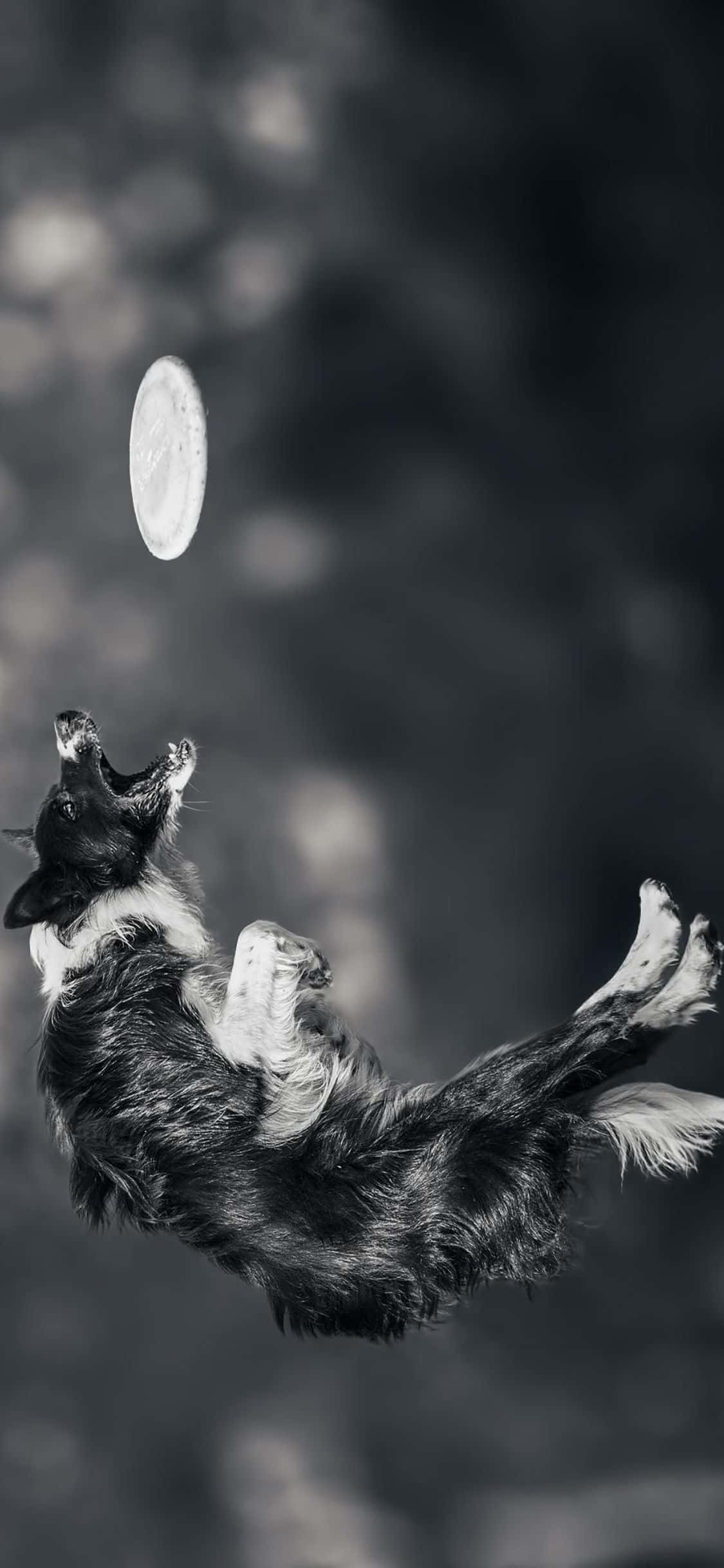 Παίξε με τους φίλους σου με αυτό το Frisbee iPhone Xs Ταπετσαρία