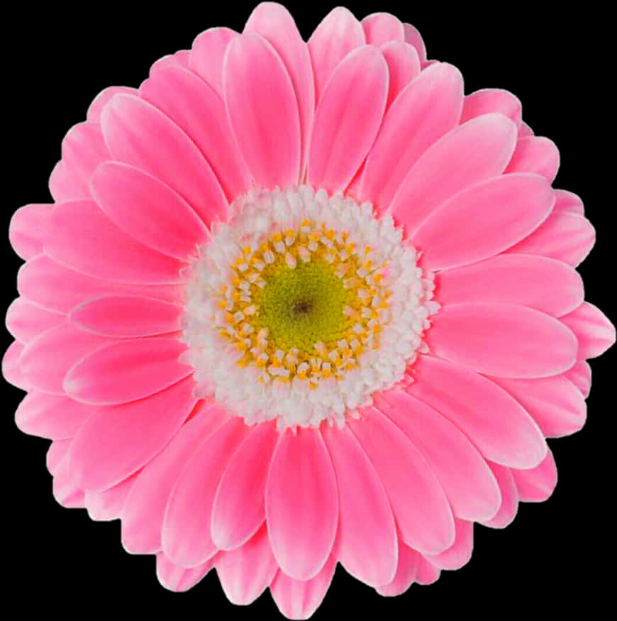 Ζωηρό Ροζ Gerbera Μαργαρίτα Μαύρο Φόντο Ταπετσαρία