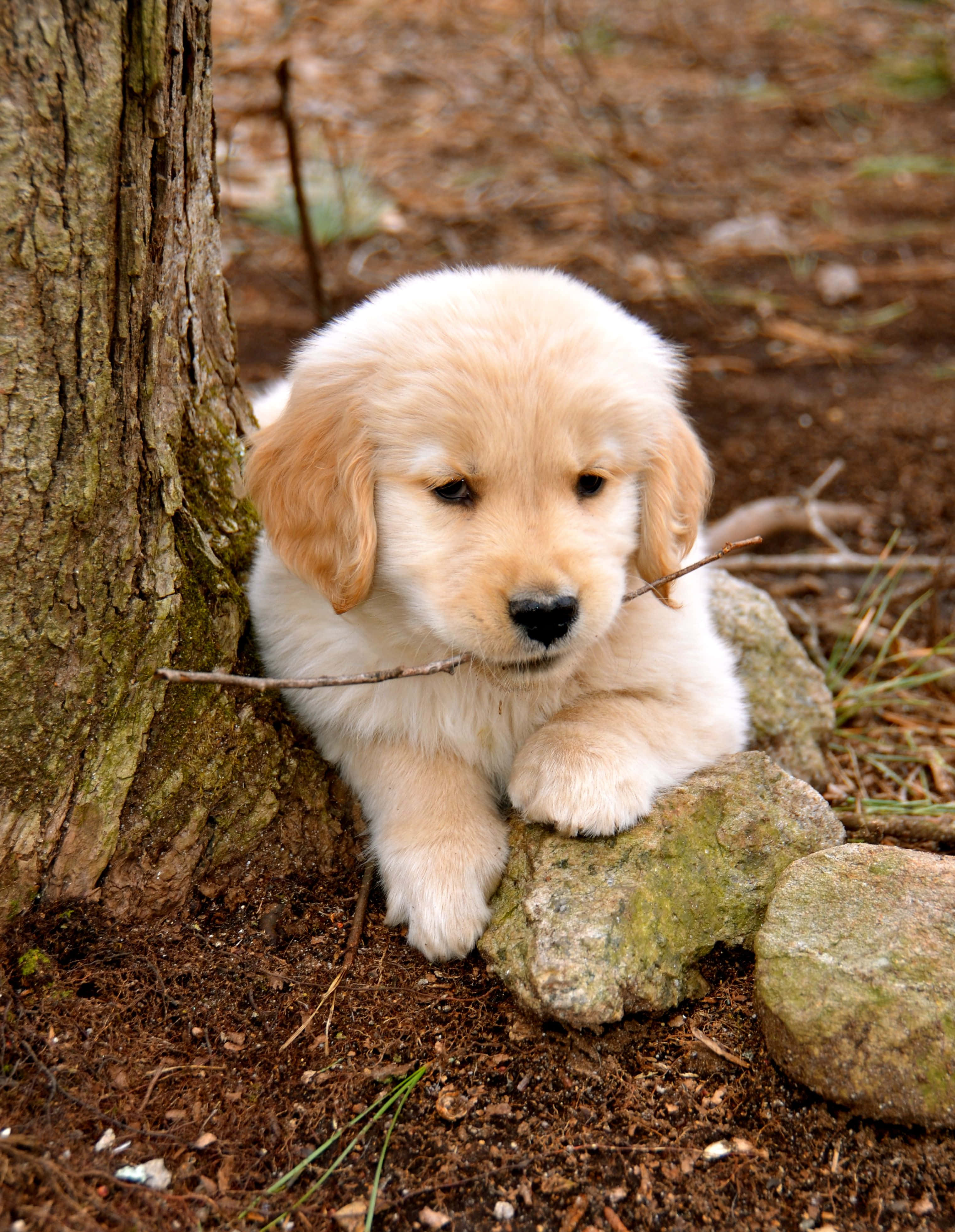 Εικόνα Κουταβιού Golden Retriever με Ξυλάκι Ταπετσαρία