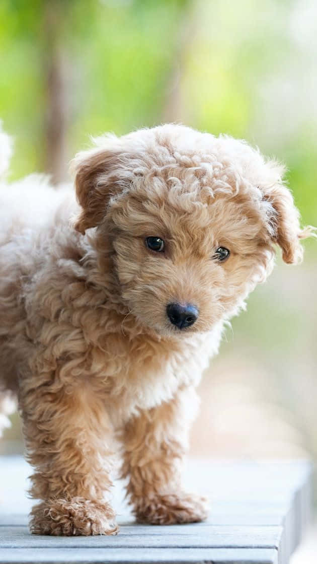 Πορτρέτο Μικρού Σκύλου Goldendoodle Ταπετσαρία