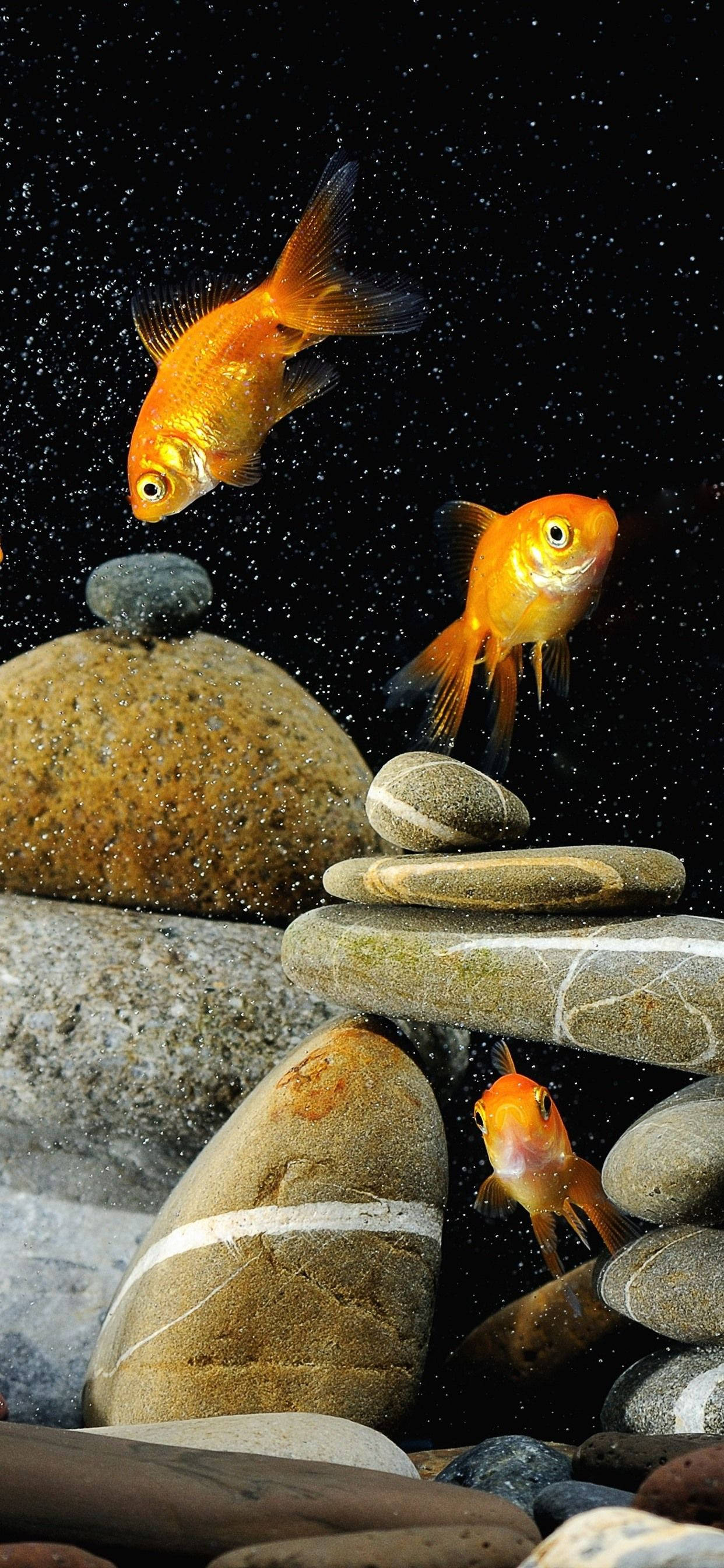 Goldfishes And Rocks Ταπετσαρία