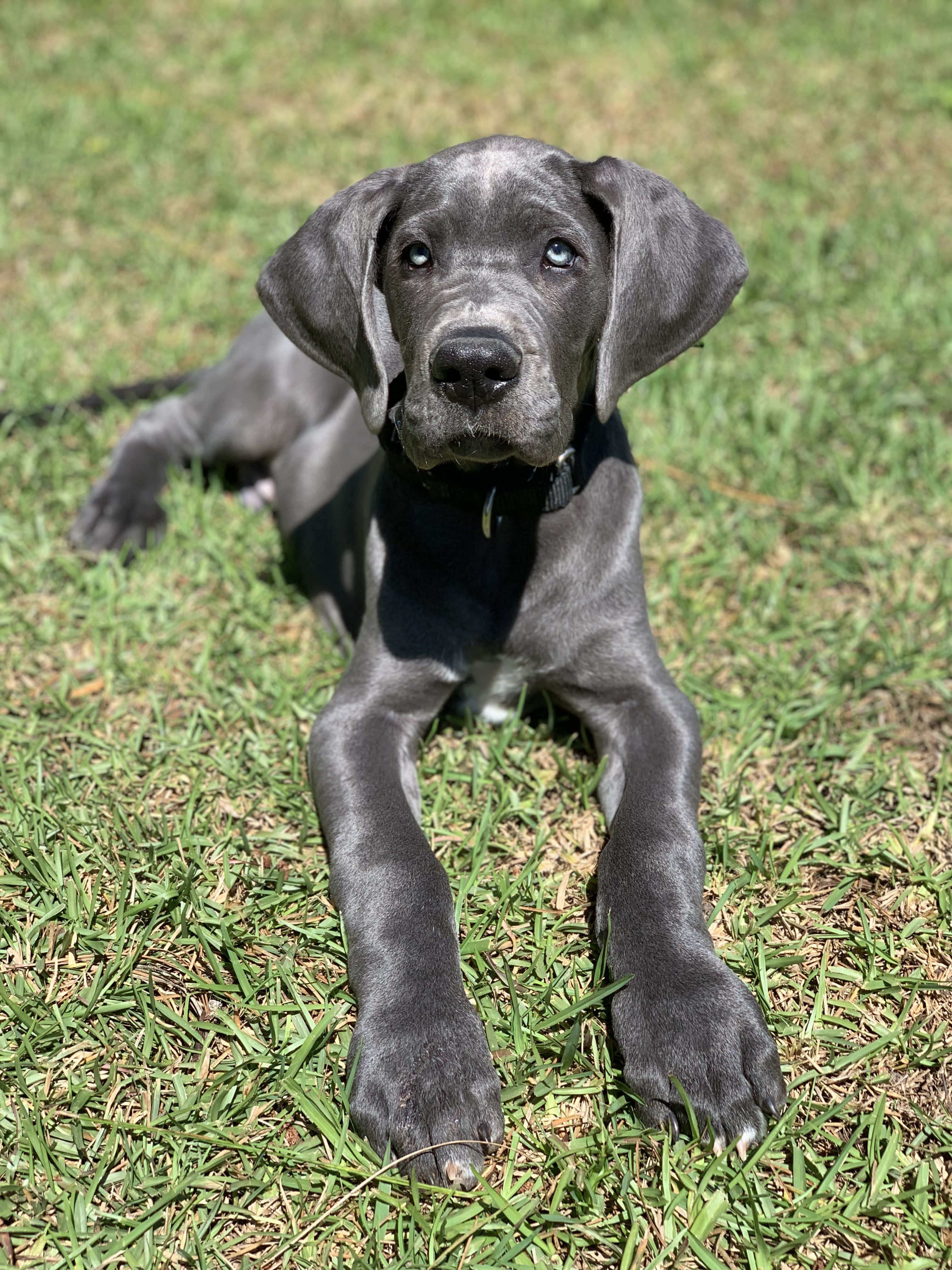 Αξιολάτρευτα Κουτάβια Great Dane που Κοιμούνται Ταπετσαρία