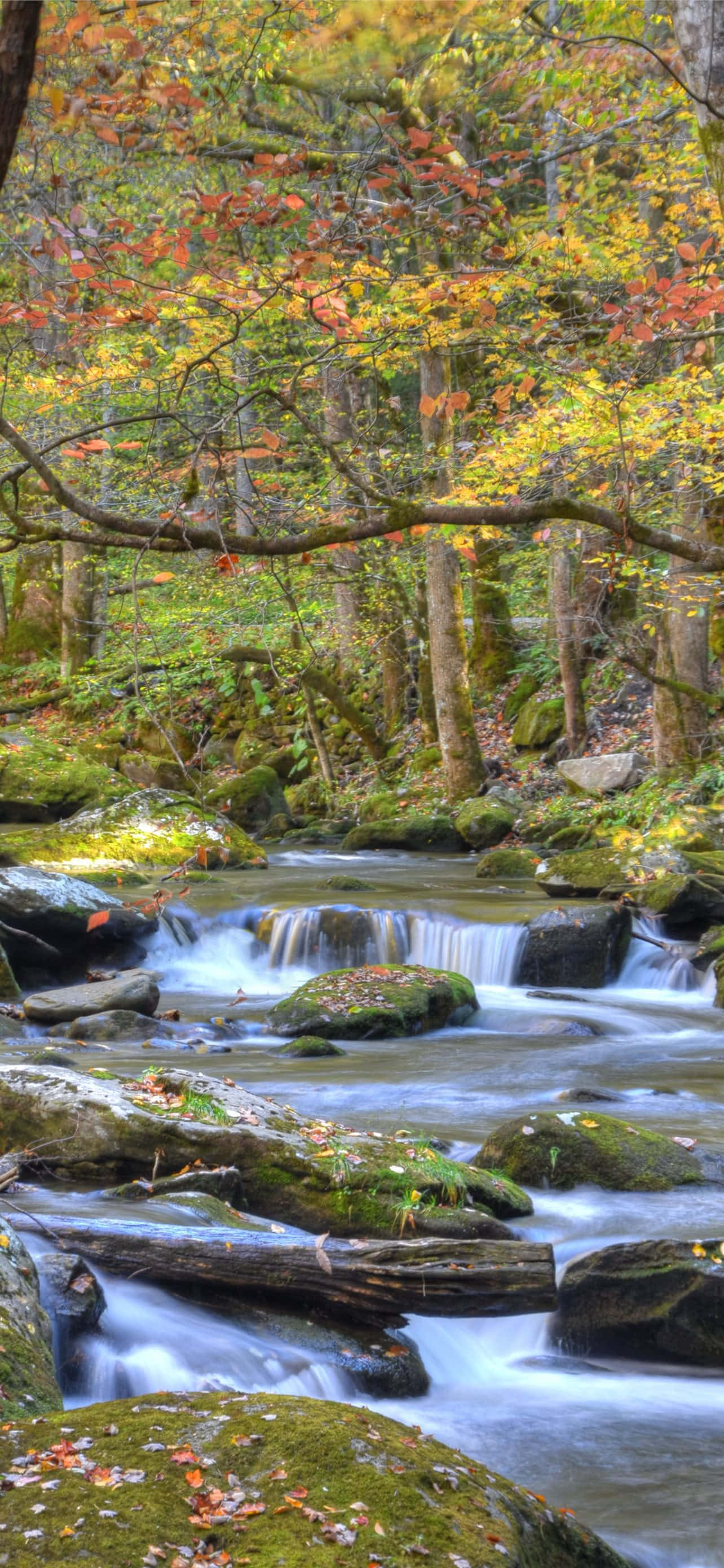 Εθνικό Πάρκο Great Smoky Mountains Ποτάμι Βραχώδες Ταπετσαρία