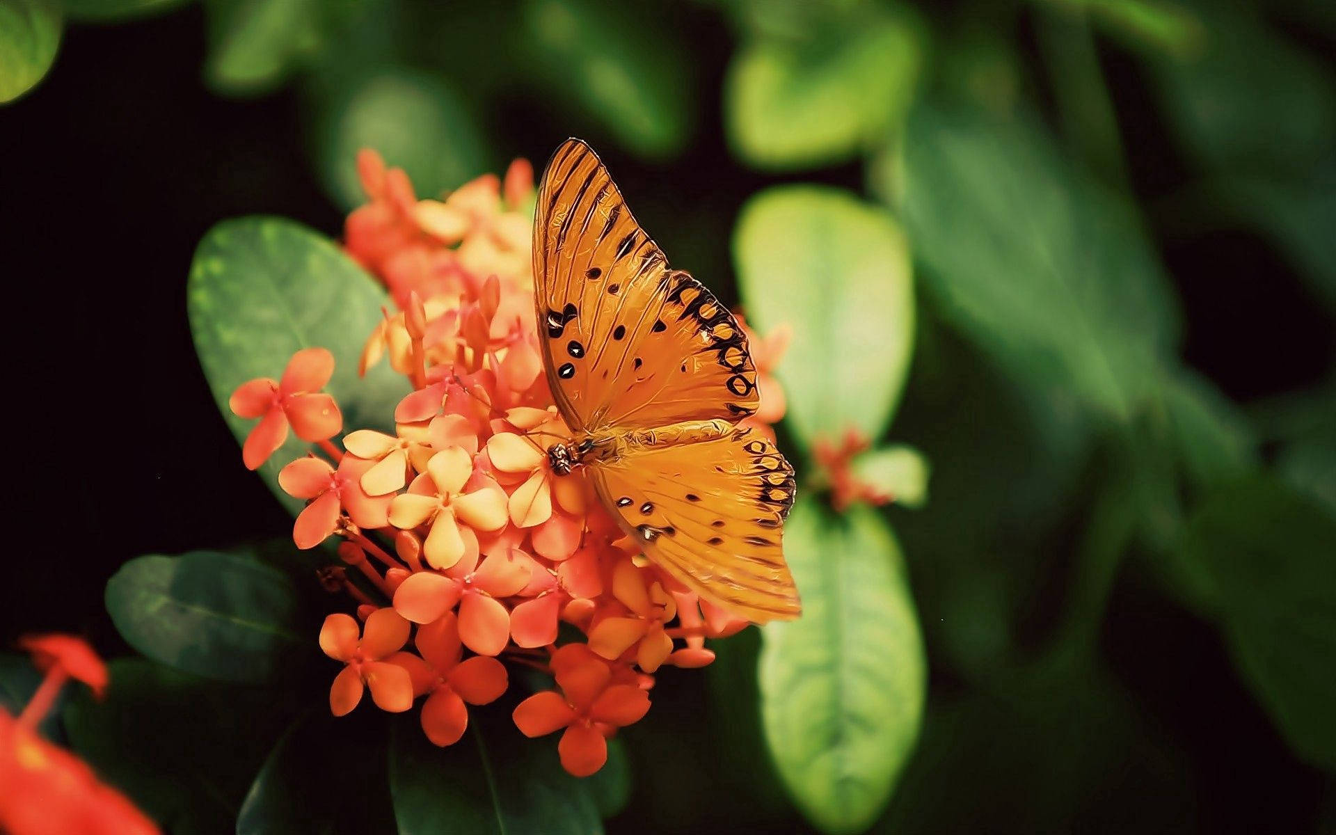 Πολύχρωμη Πεταλούδα Gulf Fritillary Ταπετσαρία
