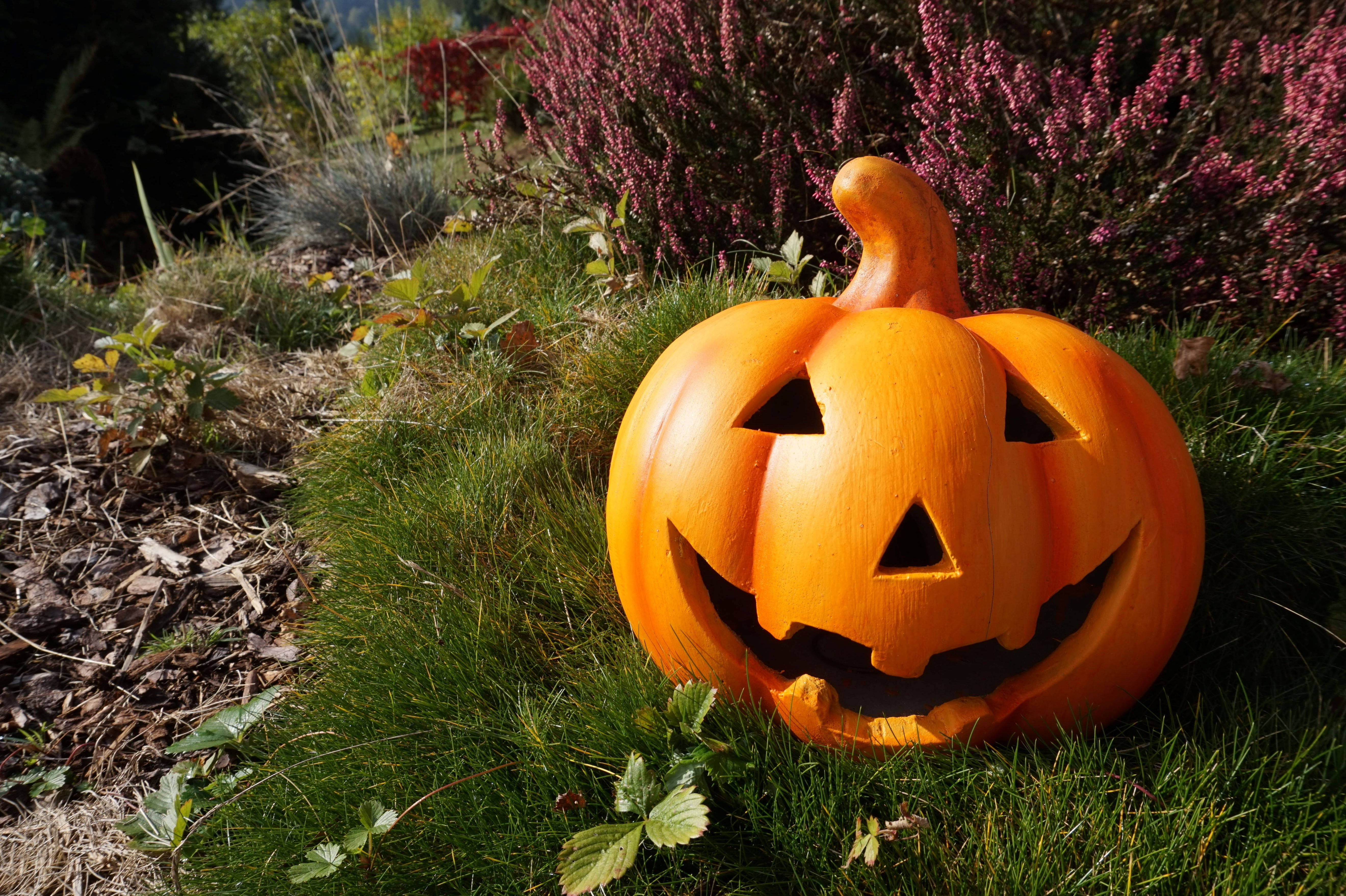 Χαριτωμένη κολοκύθα Halloween κάτω από τον ήλιο Ταπετσαρία