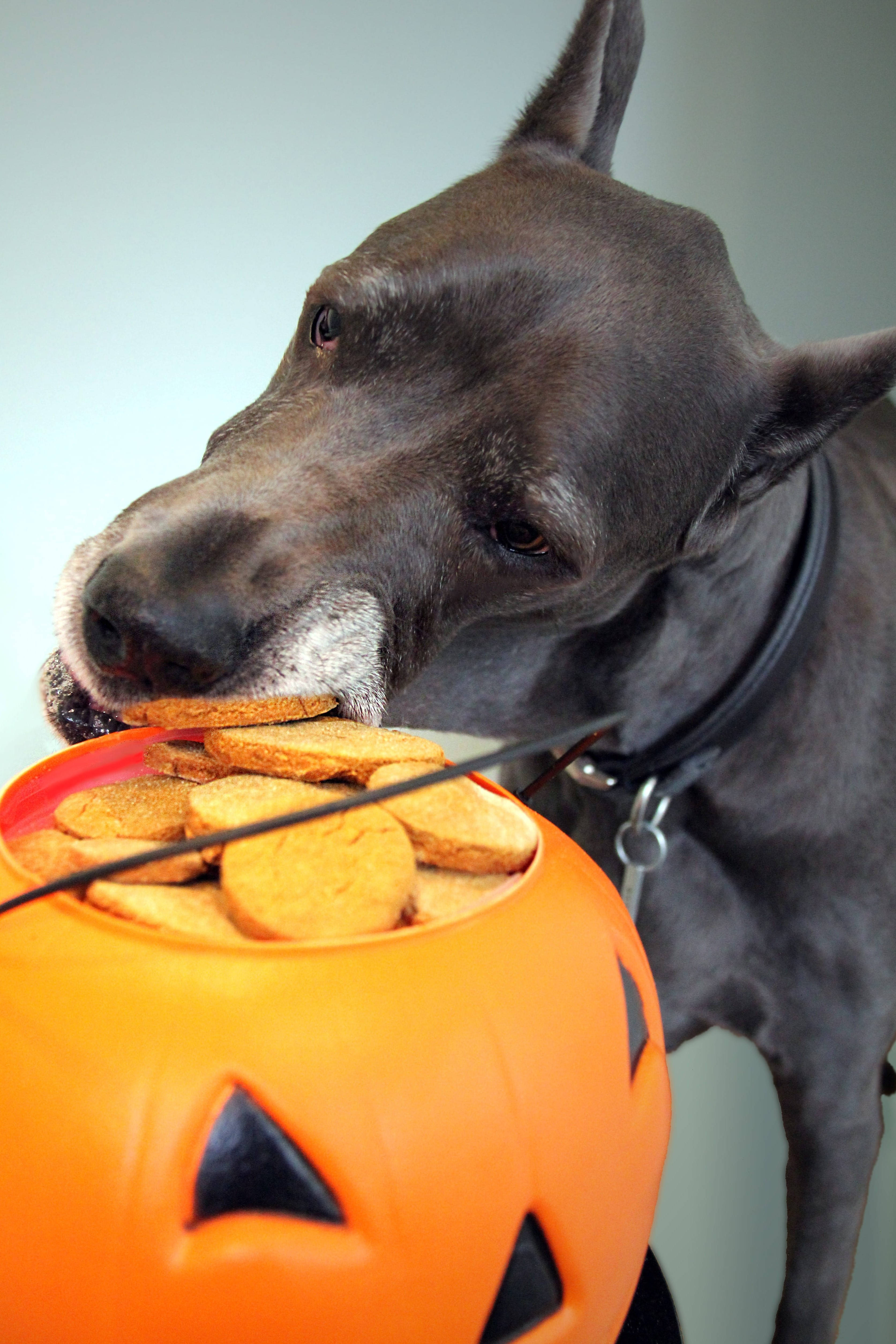 Χαριτωμένο Halloween Great Dane Ταπετσαρία