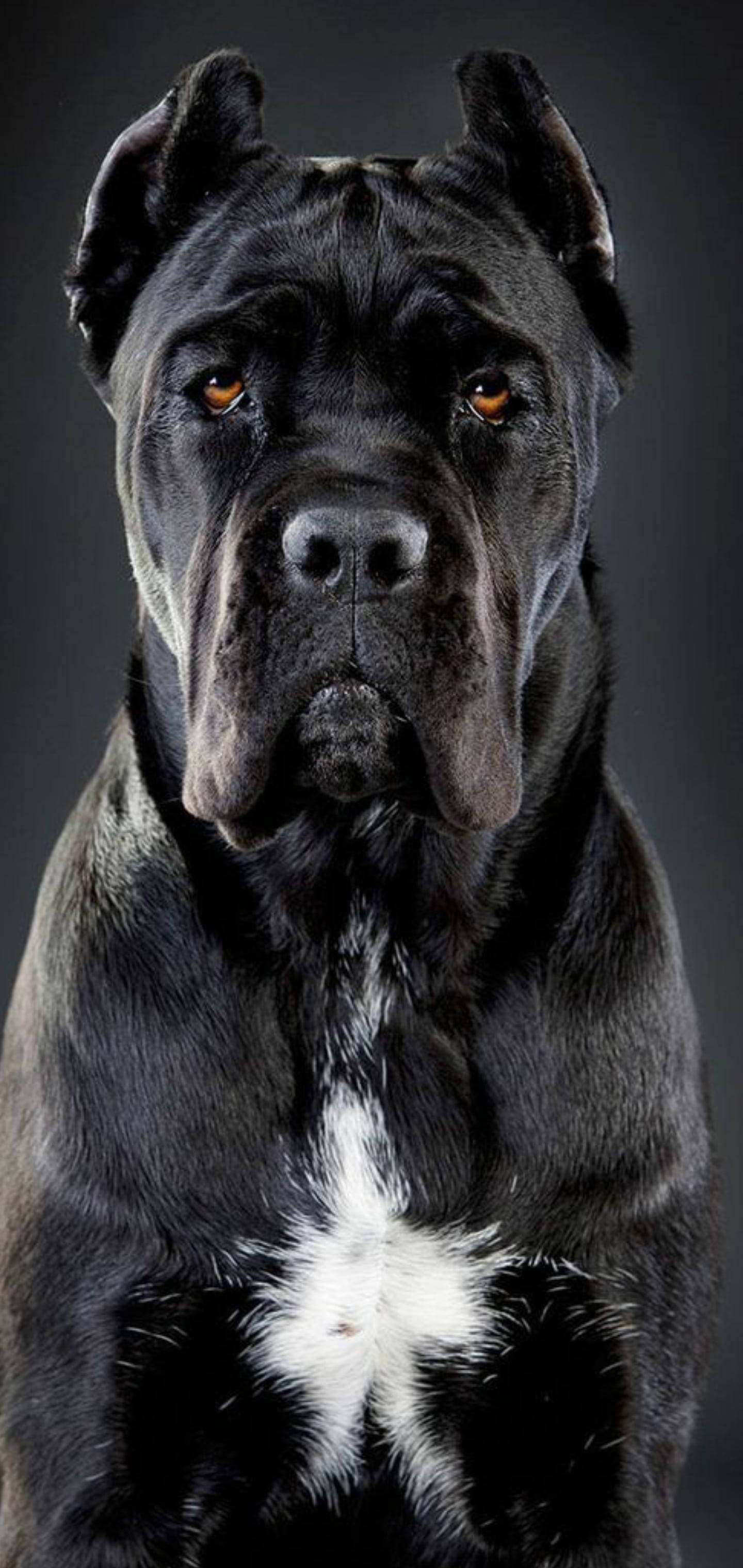 Handsome Cane Corso Dog Ταπετσαρία