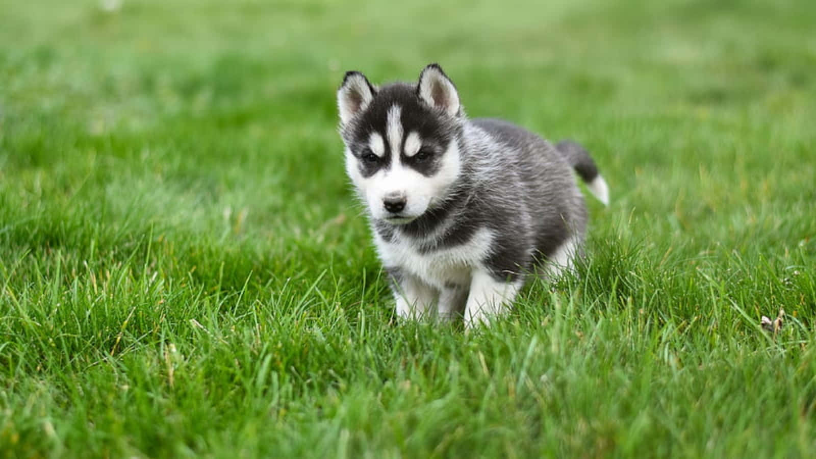 Χαριτωμένο κουτάβι Husky που παίζει στο γρασίδι Ταπετσαρία