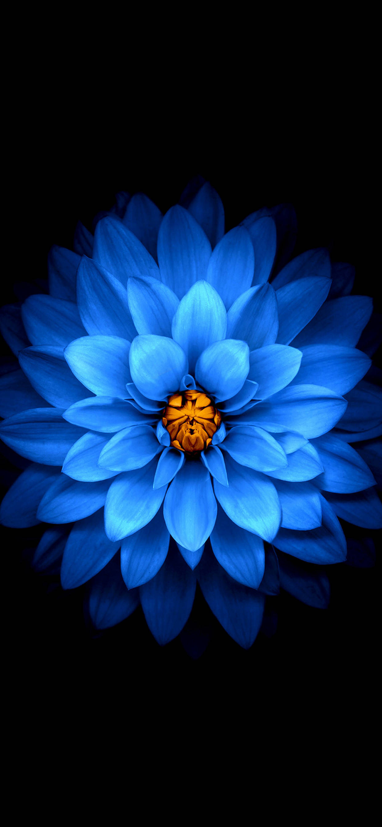 iPhone 11 Pro Max Μπλε Λουλούδι Ταπετσαρία